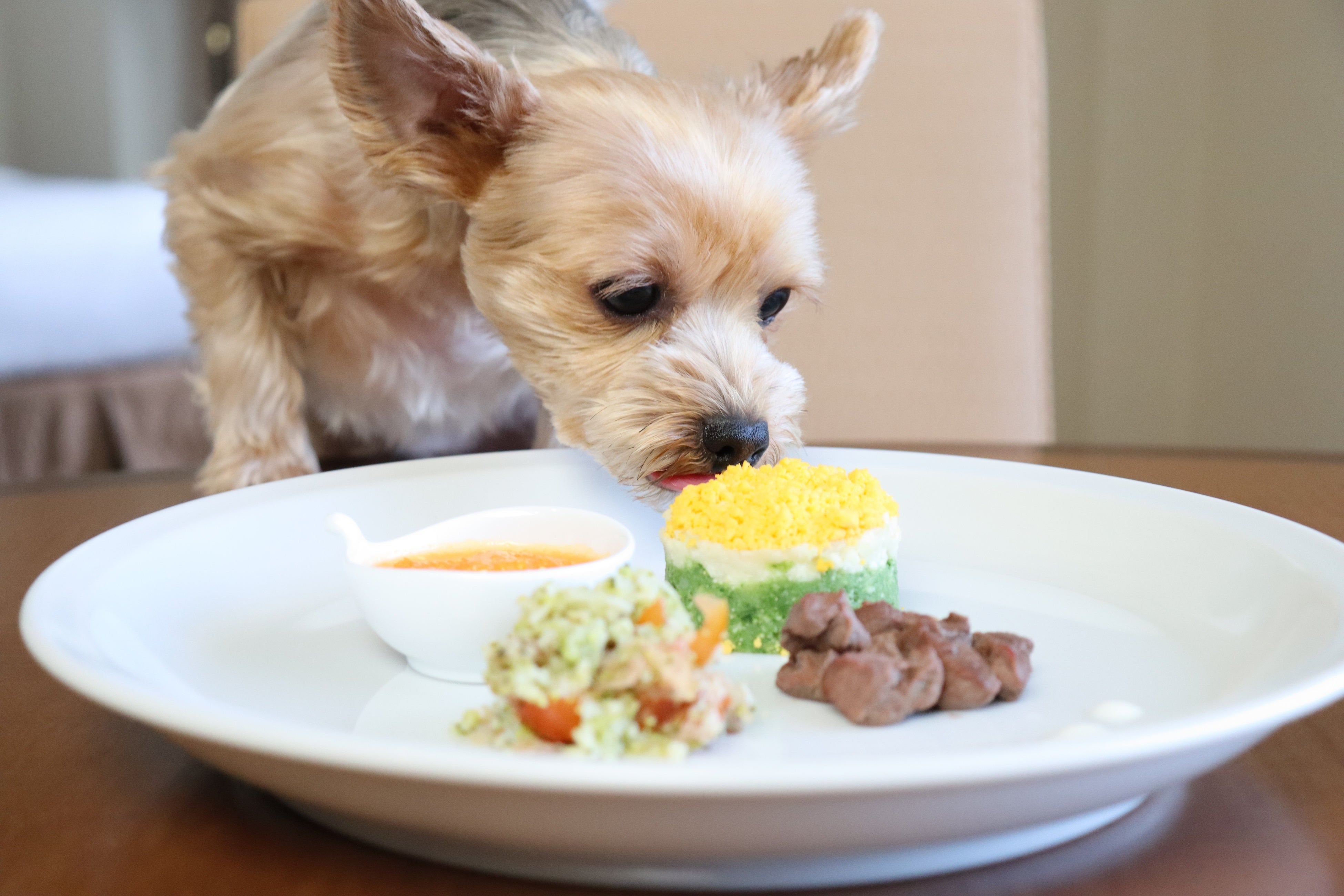 【都ホテル 岐阜長良川】ワンちゃんとお部屋でお食事 ドッグステイプラン