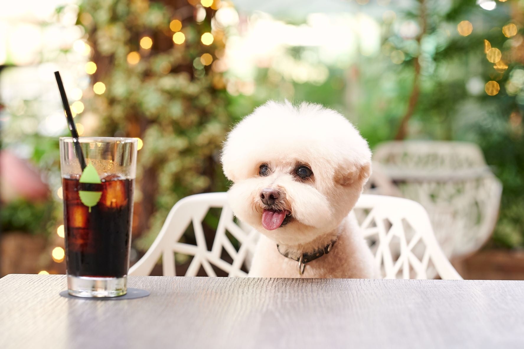 平日テラス限定！愛犬の写真がプリントされたカフェラテ付「ドッグウェルカムプラン」が新登場