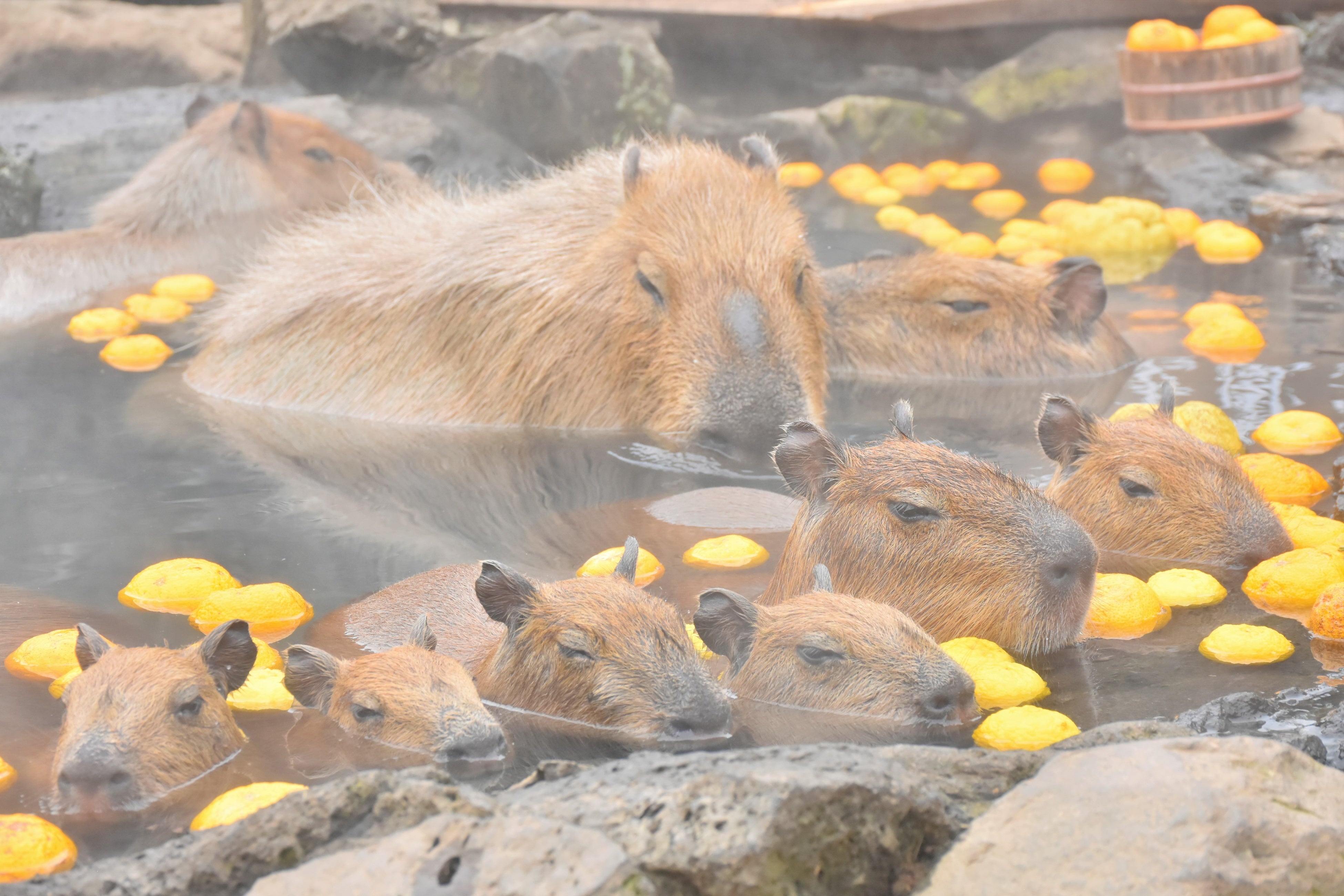 元祖カピバラの露天風呂　ゆず湯