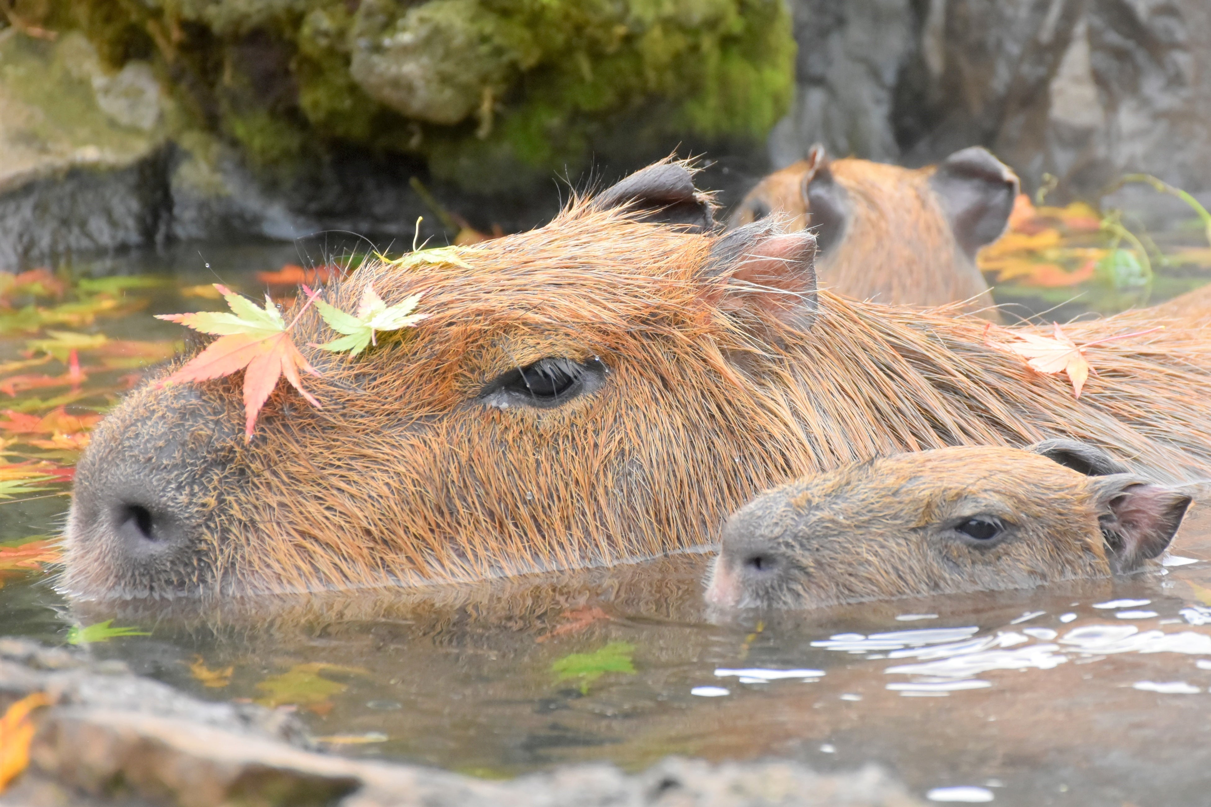 元祖カピバラの露天風呂　もみじの湯