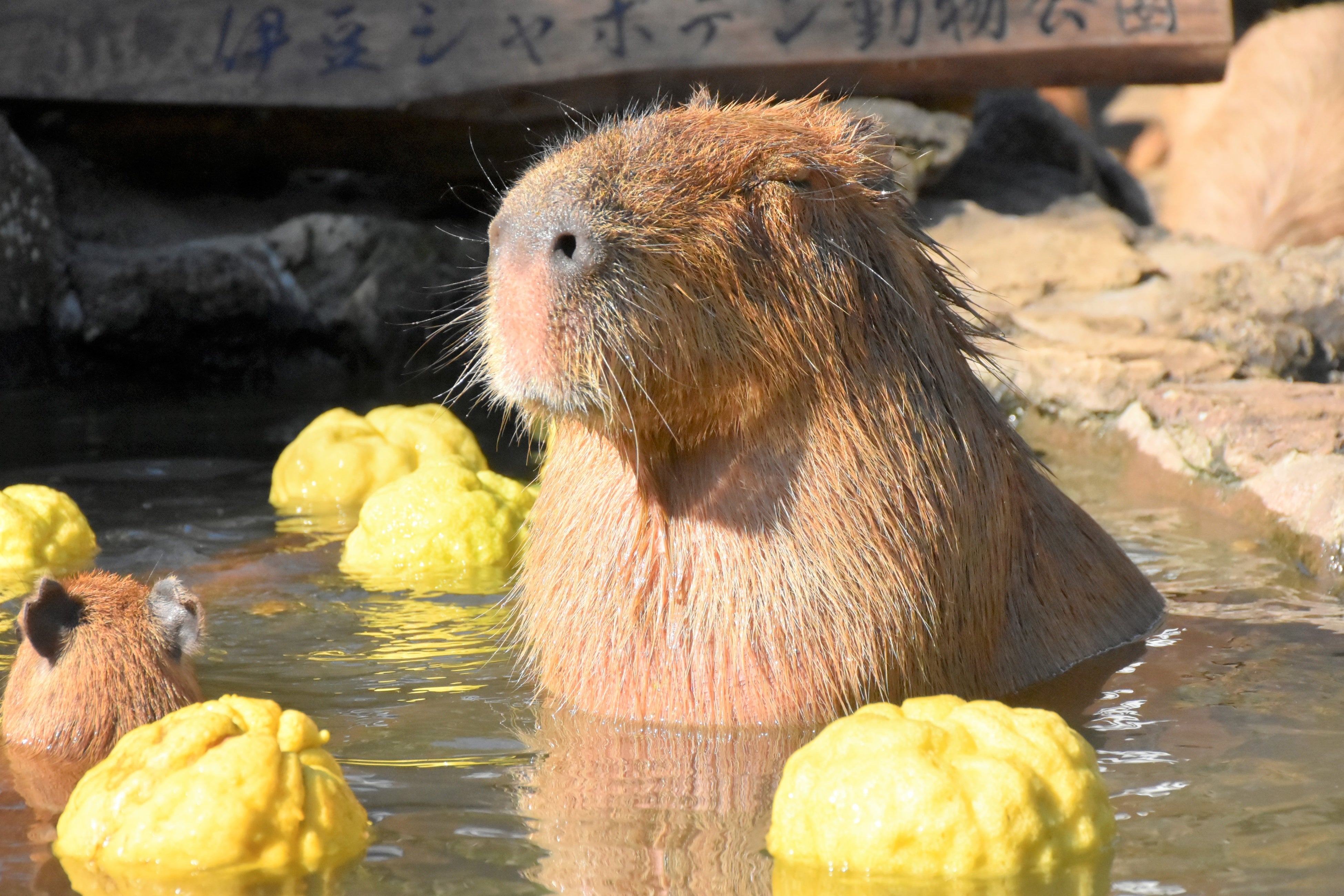 元祖カピバラの露天風呂　鬼ゆず