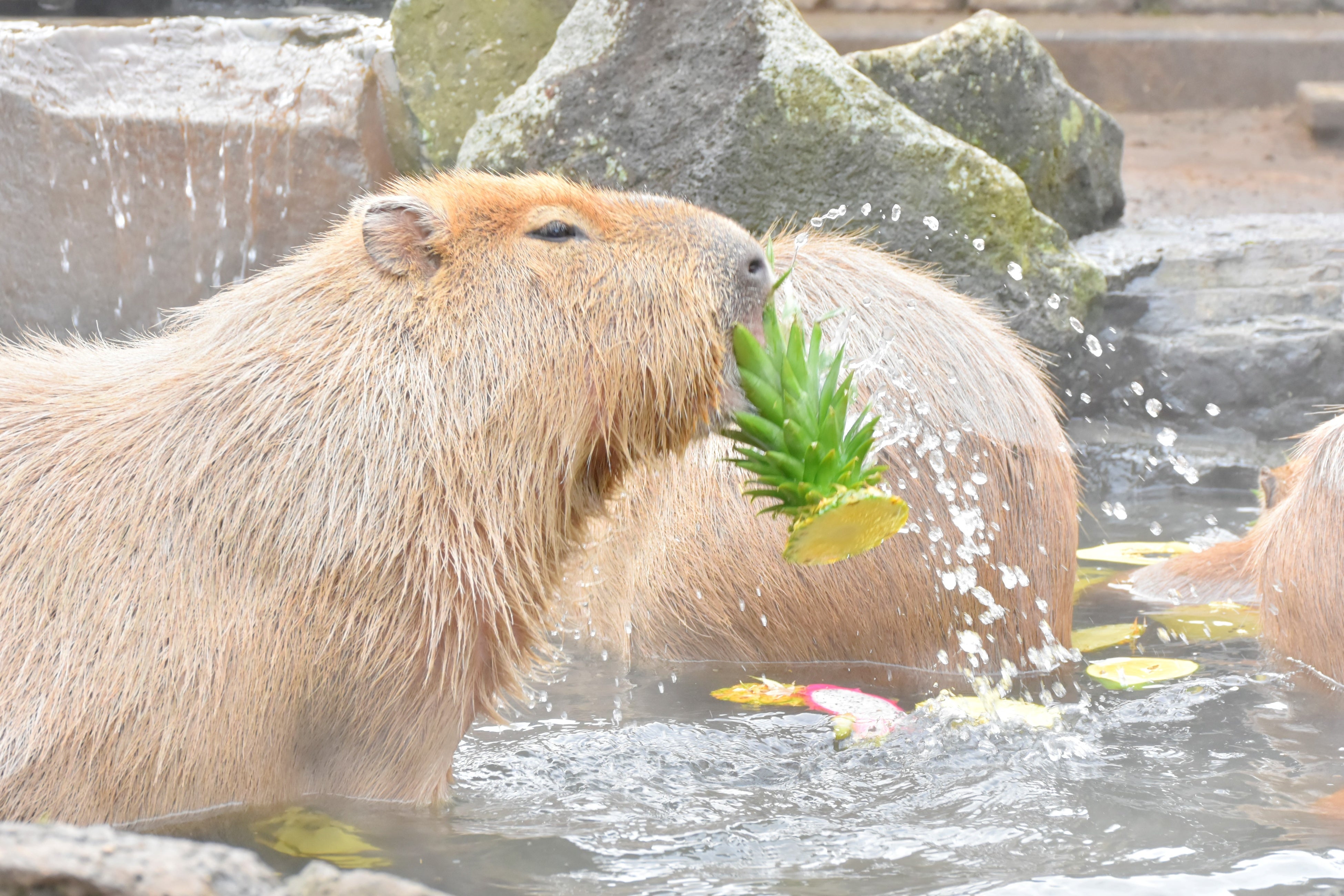 元祖カピバラの露天風呂　リクエストの湯