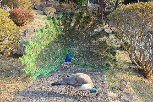 メスにプロポーズする様子