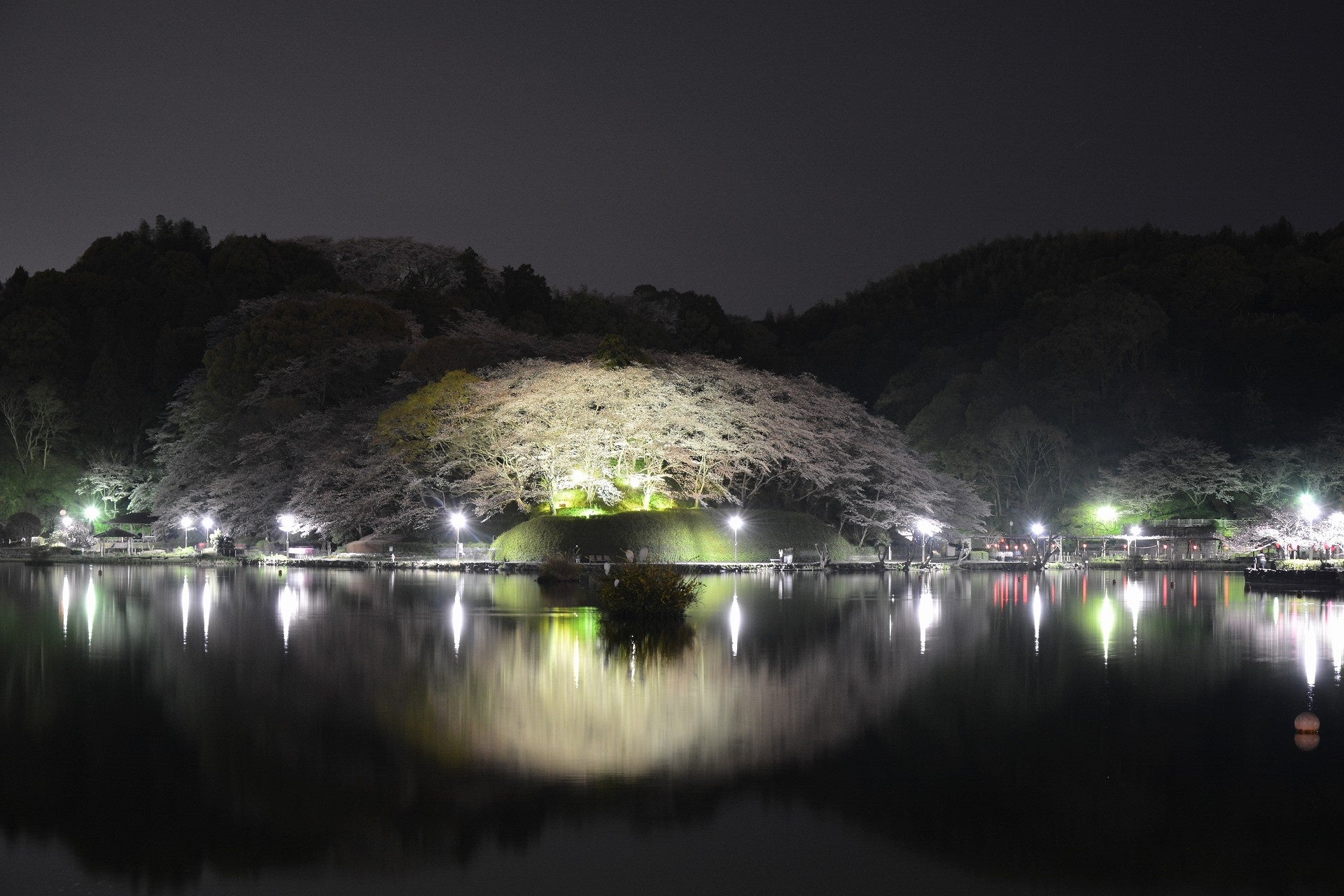 蓮華寺池公園の桜のライトアップが始まりました！