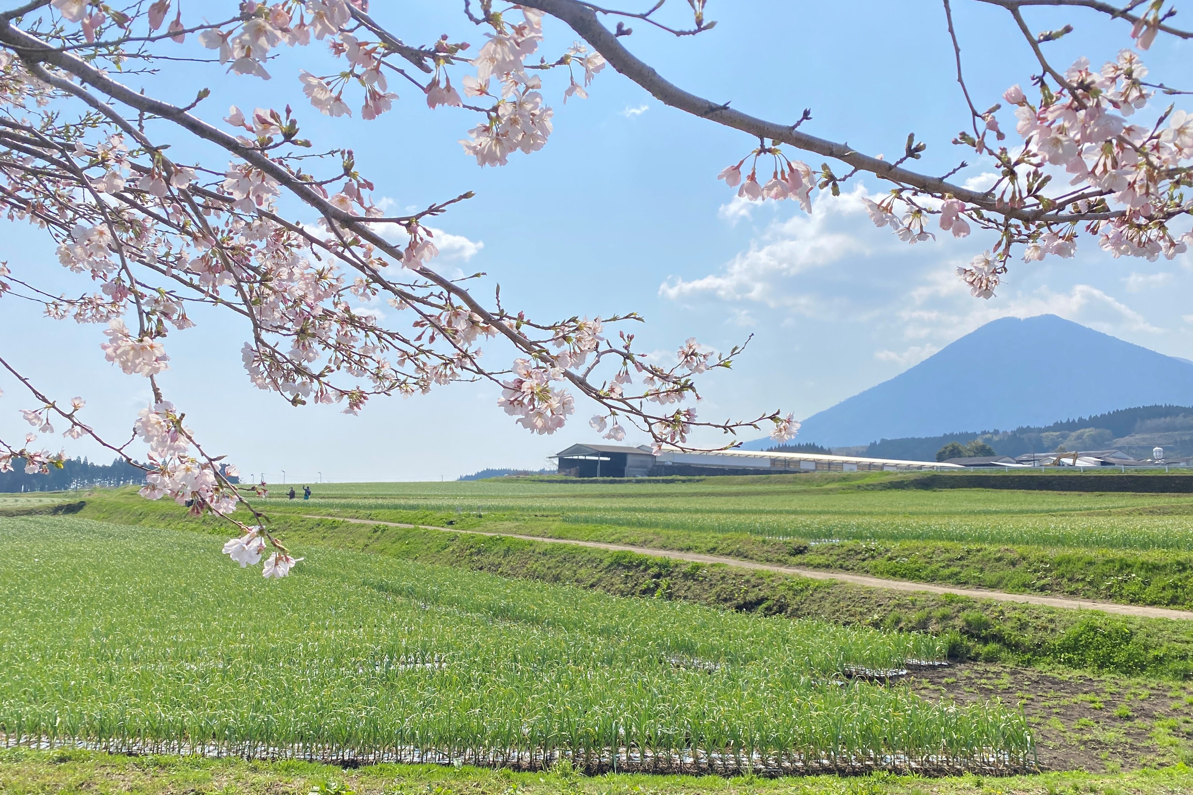 ▲宮崎県小林市にある「本多荘輔の情熱にんにく畑」