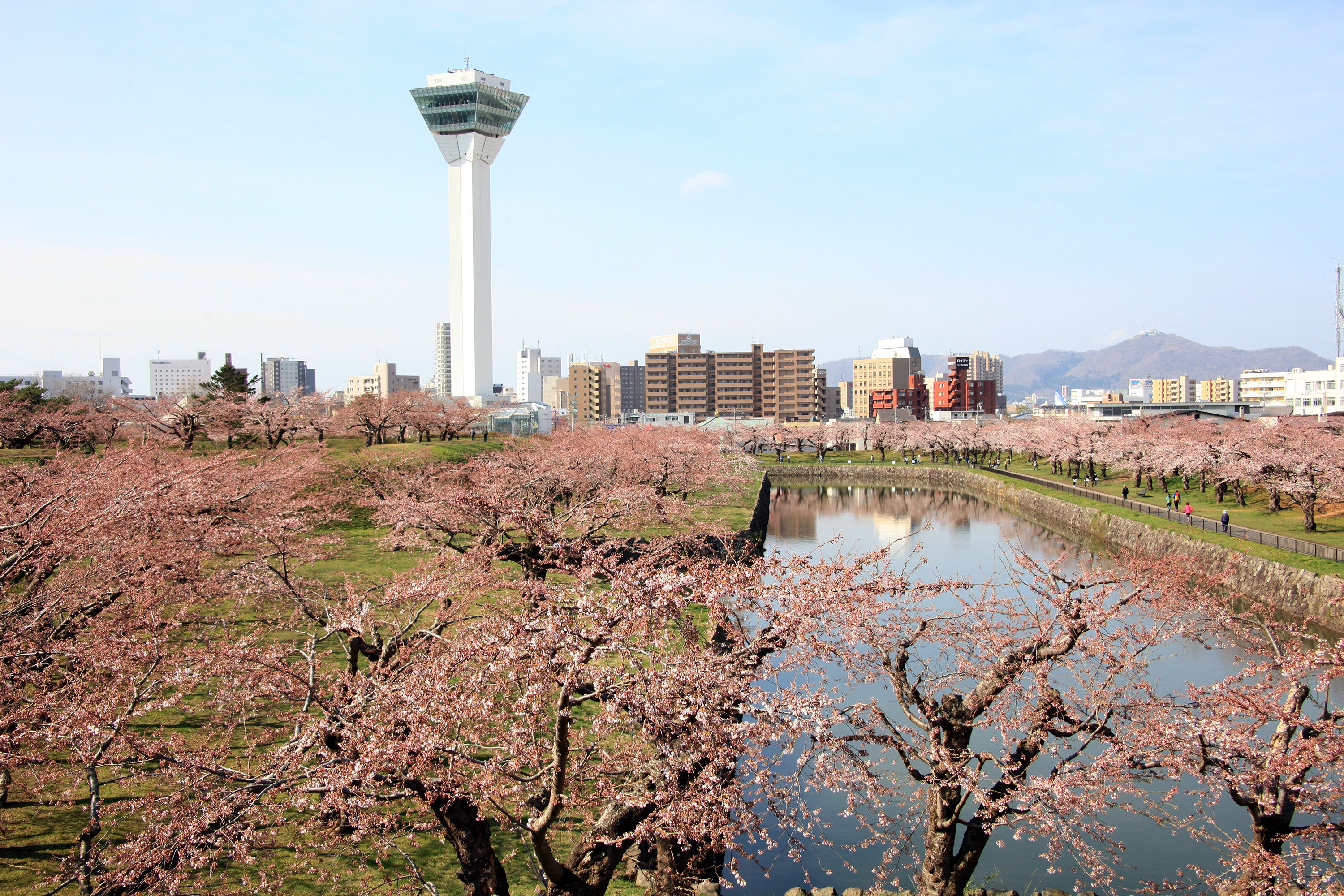 【函館湯の川温泉／望楼NOGUCHI函館】桜色に染まる異国情緒溢れる街並を散策お花見貸切タクシー付きプラン