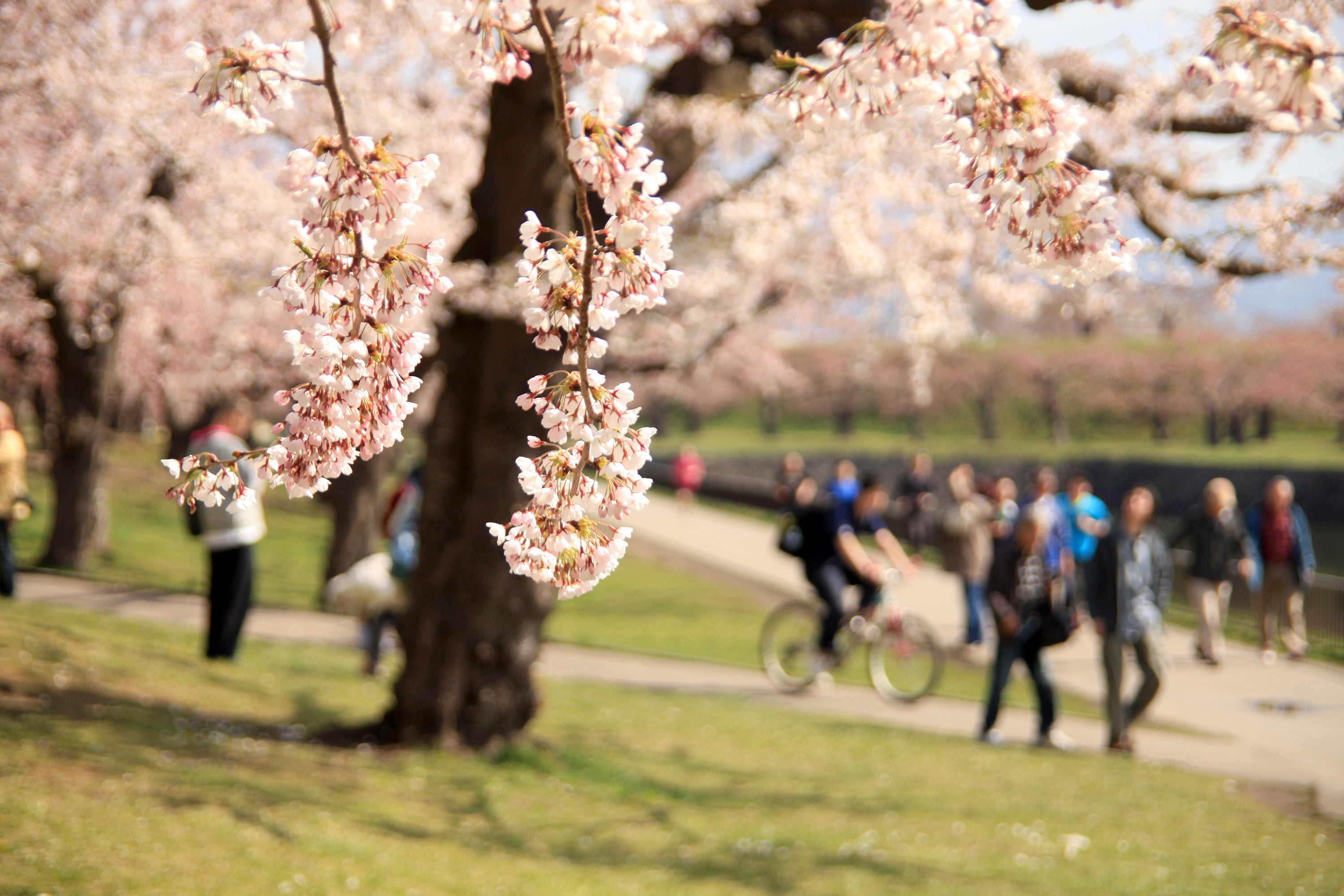 今年の開花は4月20日（木）頃と少し早めです