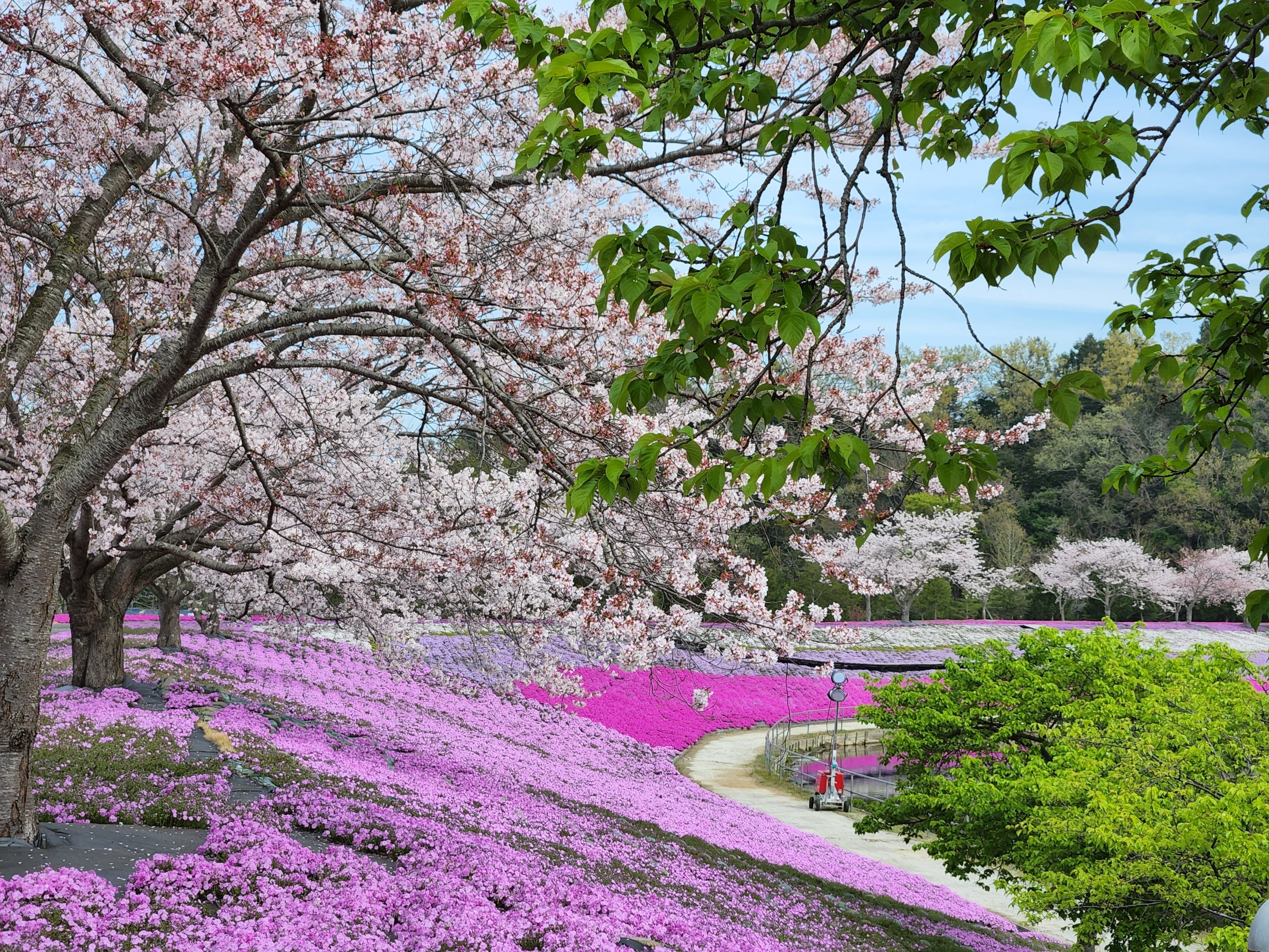 3月下旬より春の花々が東京ドイツ村を彩ります