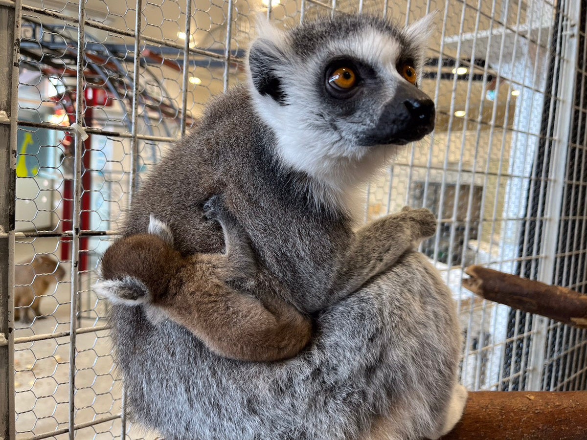 ワオキツネザルの赤ちゃん3