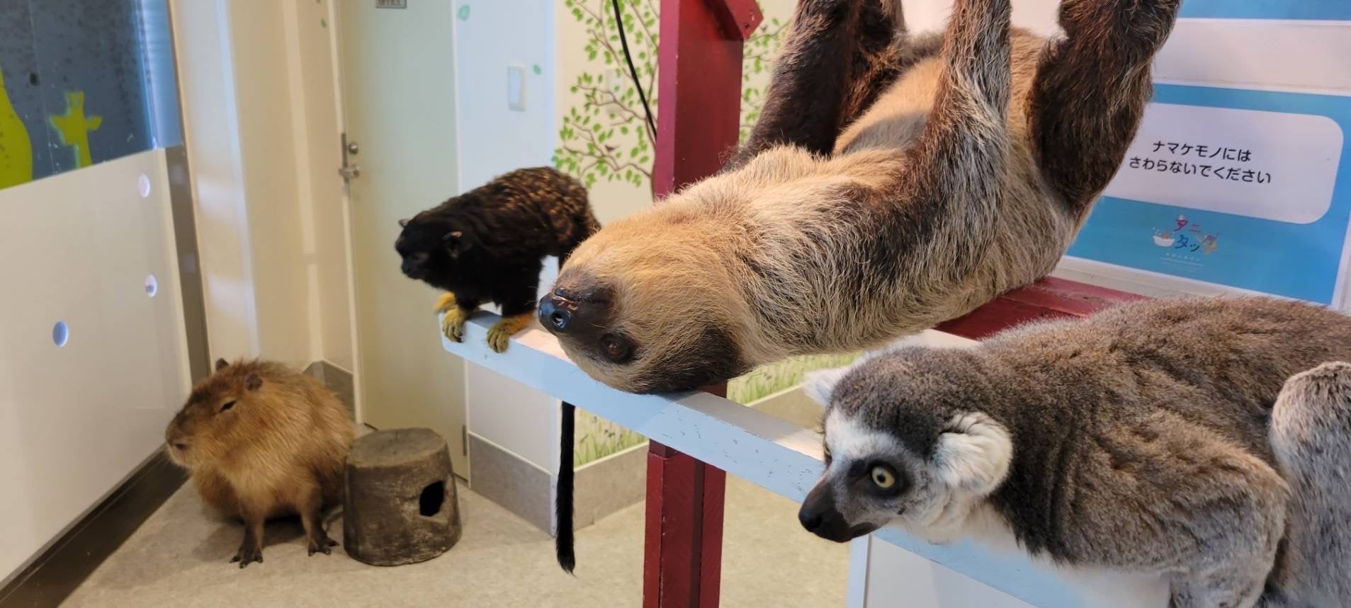 屋内型ふれあい動物園「アニタッチ」2号店　「イオンモール土浦」にオープン　