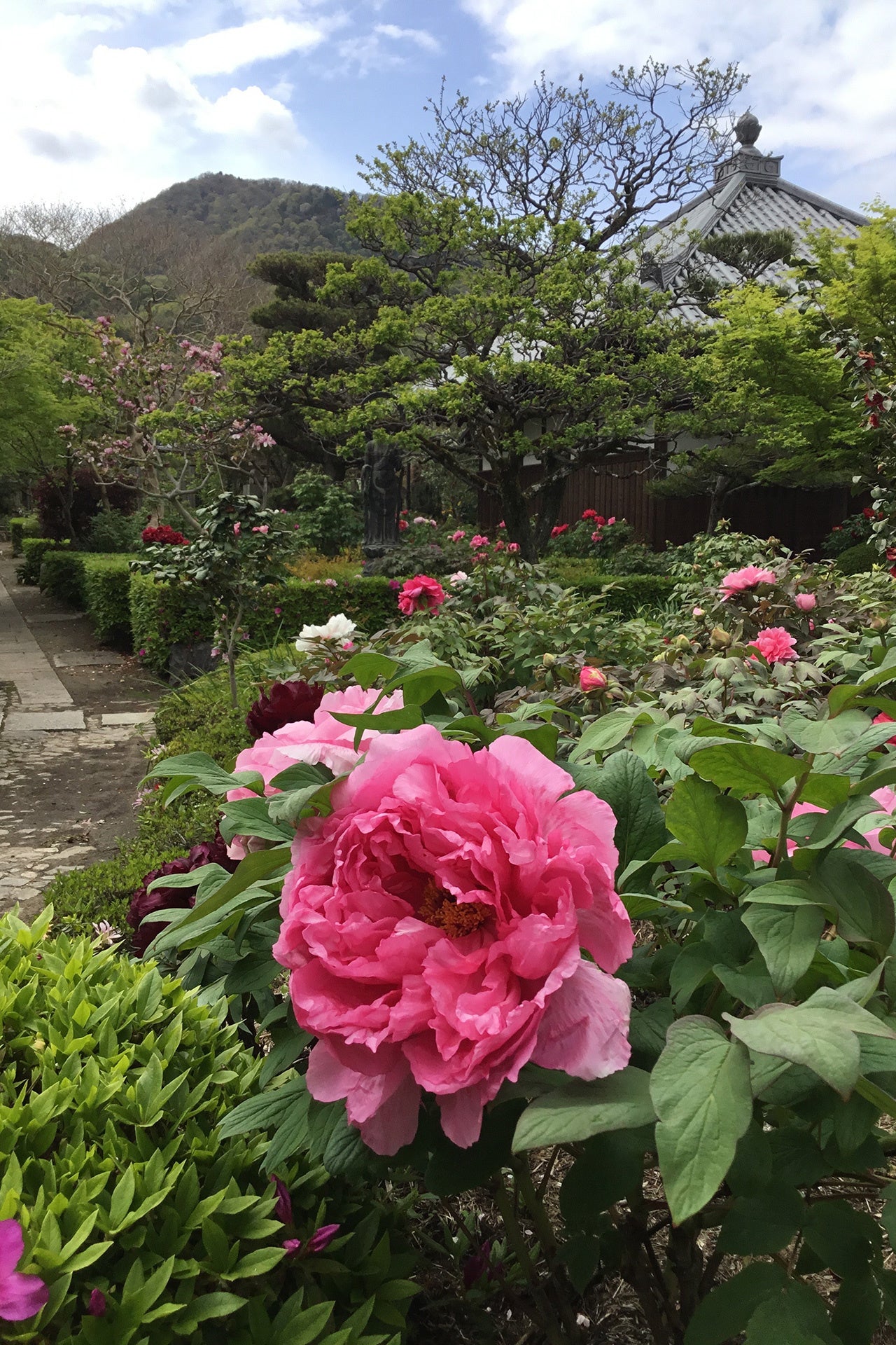 ニ上山を借景に新緑のなかで艶やかな牡丹を間近に観賞