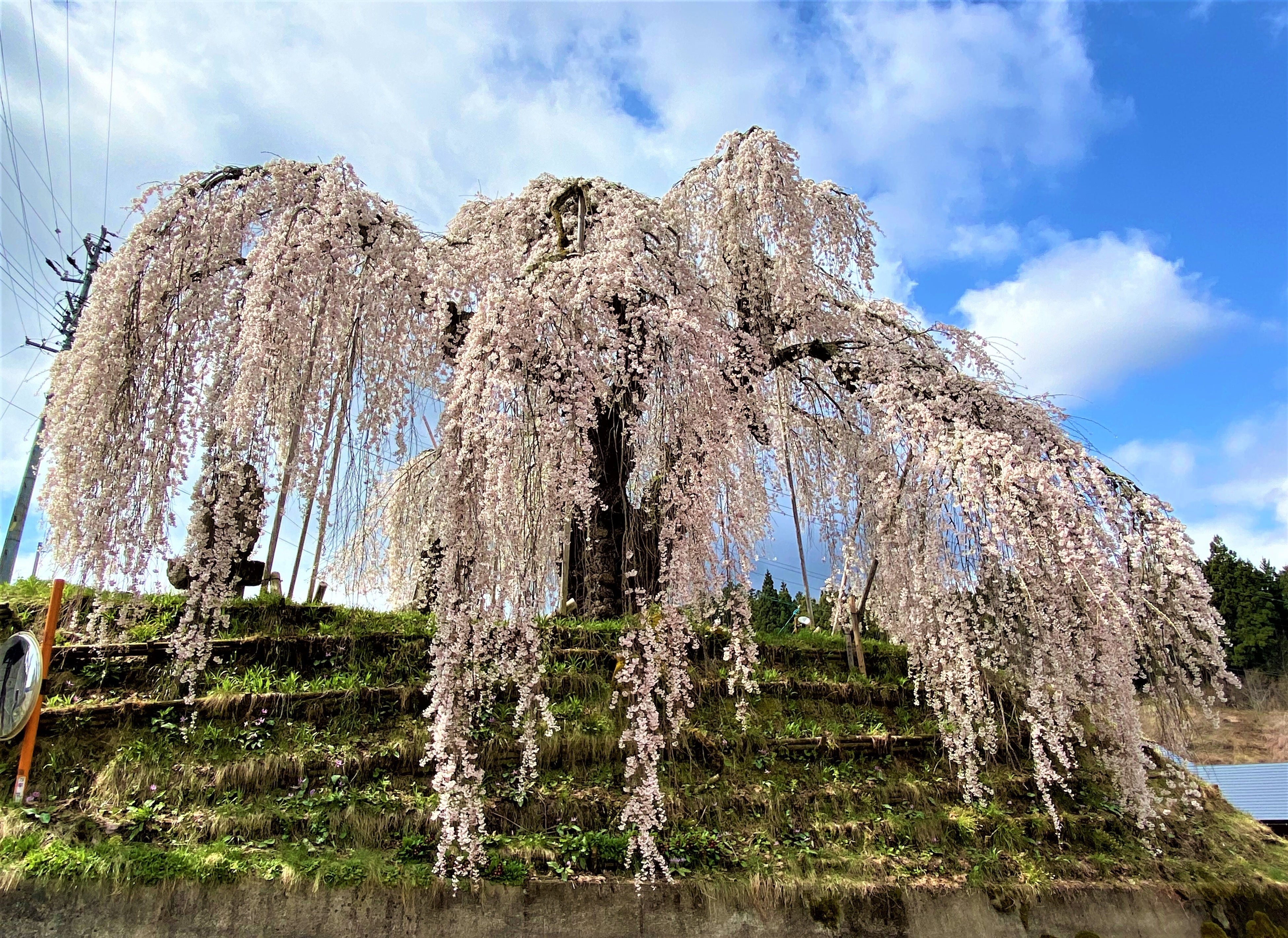 飯綱町の花と味覚を同時に楽しむ、いいづなまち味覚めぐり2023を開催中！