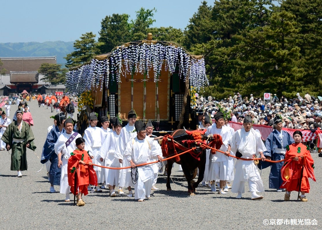 【牛車「御所車」】薄紫色の藤の花の装飾を揺らしながら、車輪を回してゆっくり進む