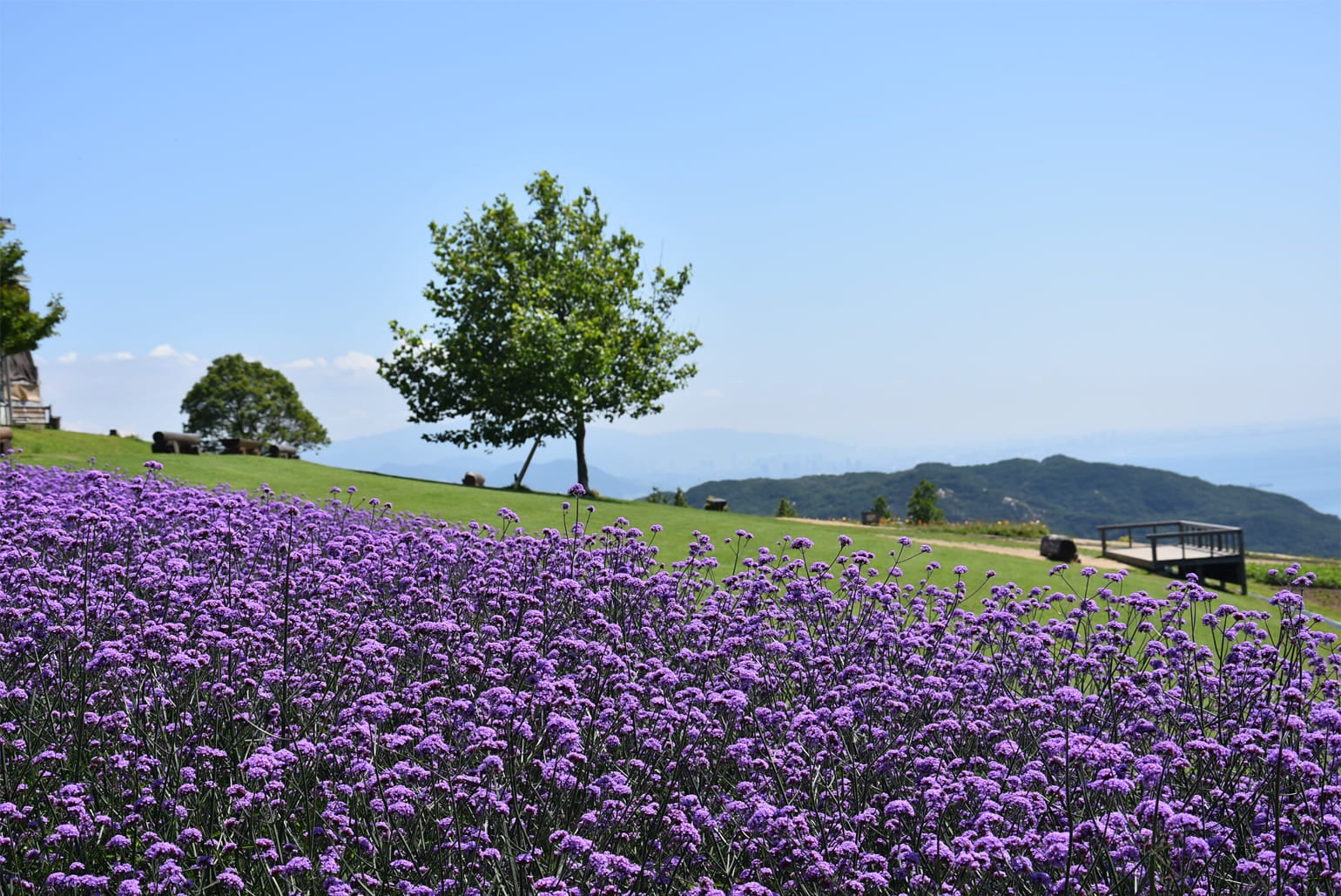 写真提供あわじ花さじき