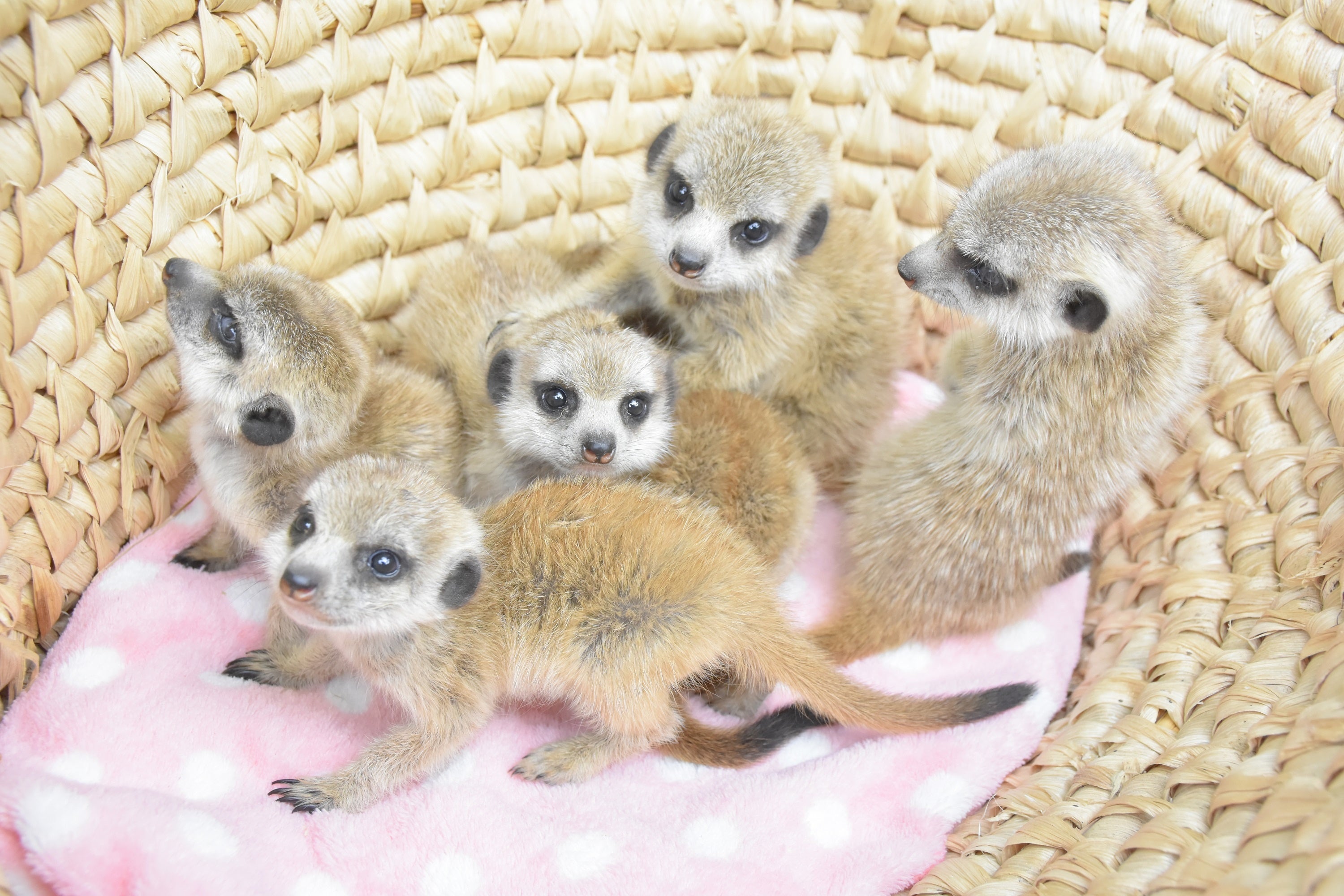 伊豆シャボテン動物公園でミーアキャットの6つ子の赤ちゃんが誕生♪