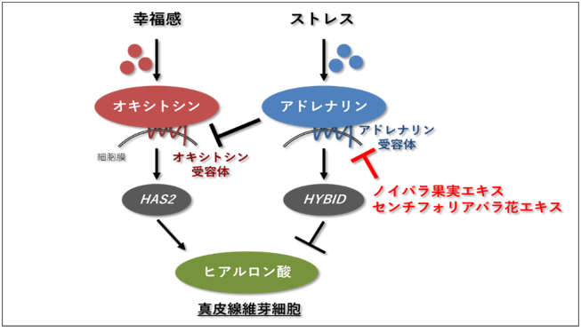 心理状態による肌変化に真皮のヒアルロン酸が関与していることを発見～日本薬学会　第143年会にて発表～