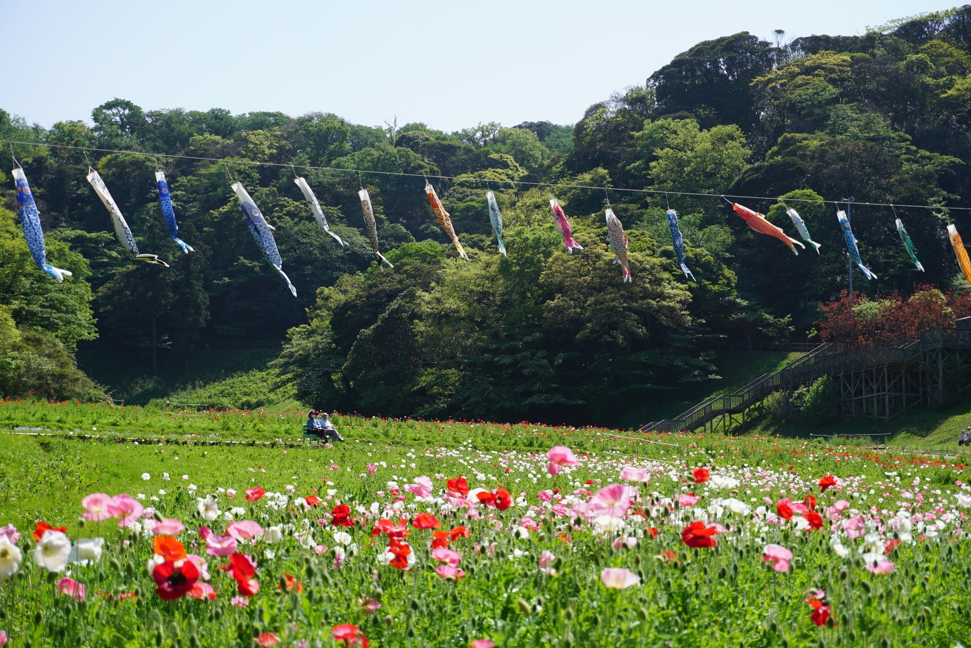 【三浦半島最大級・入園無料】約100万本のポピー園が見頃に「ポピー・ネモフィラまつり」2023年5月28日（日）まで開催中！（横須賀市くりはま花の国）