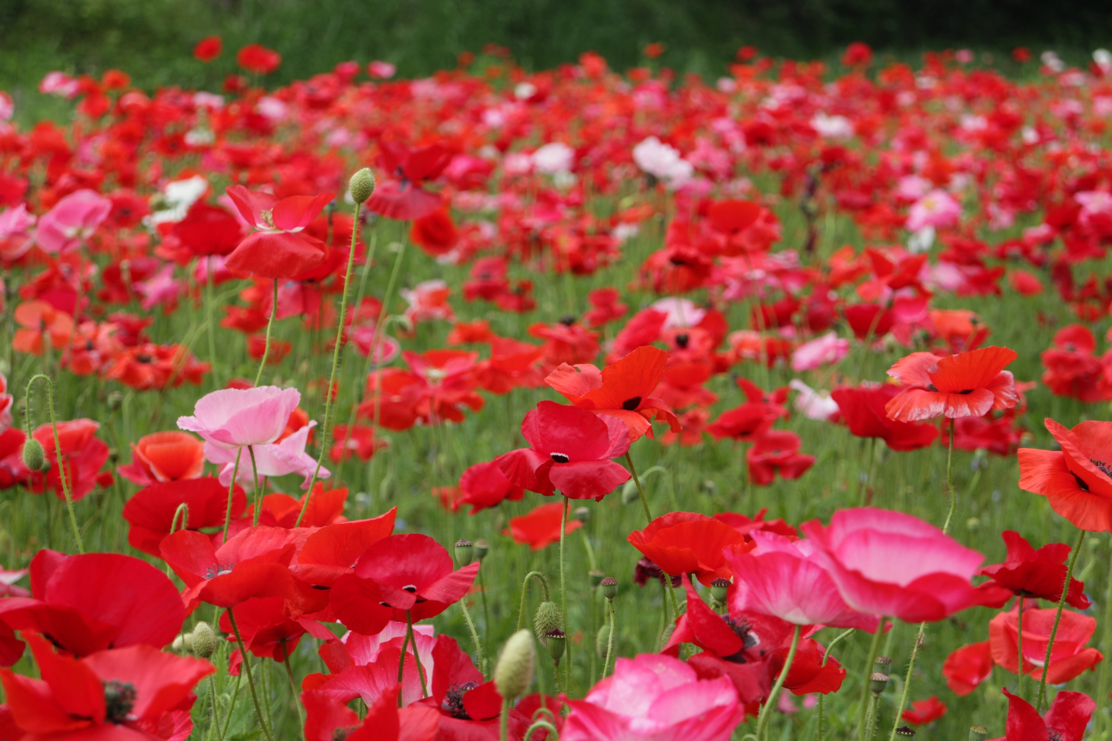 三浦半島でも最大級の100万本の花畑