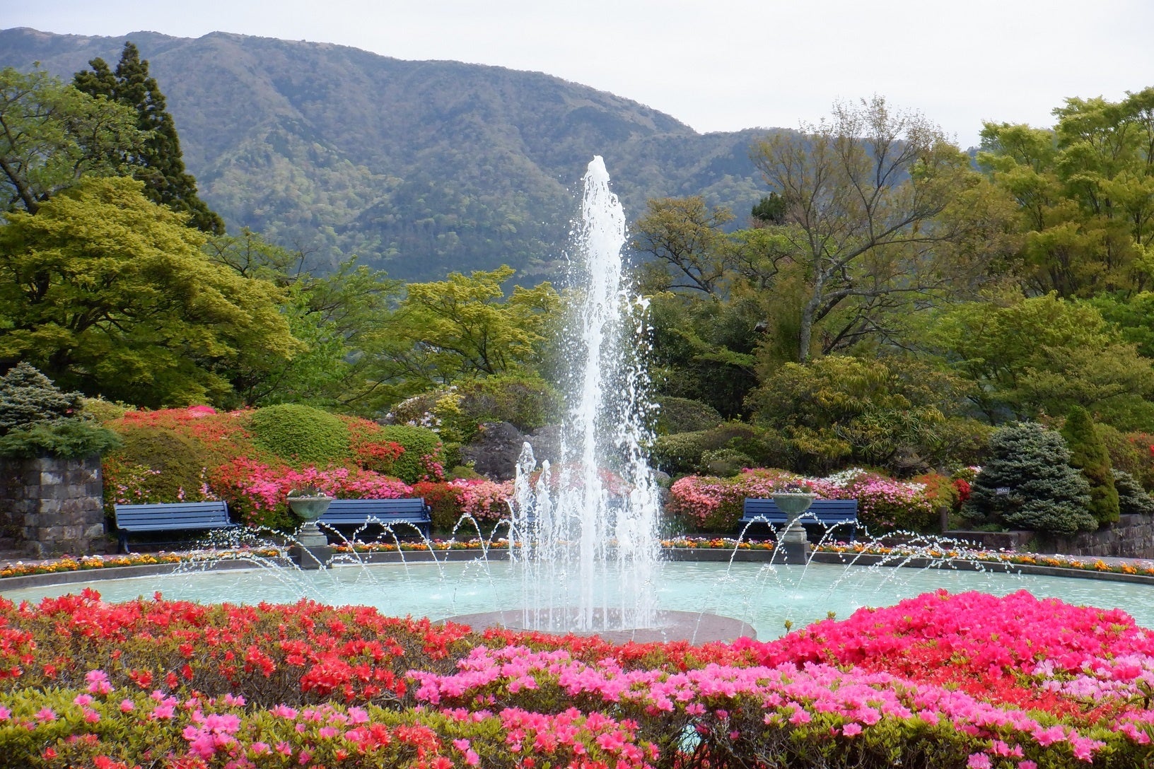 箱根強羅公園でツツジが咲きはじめました