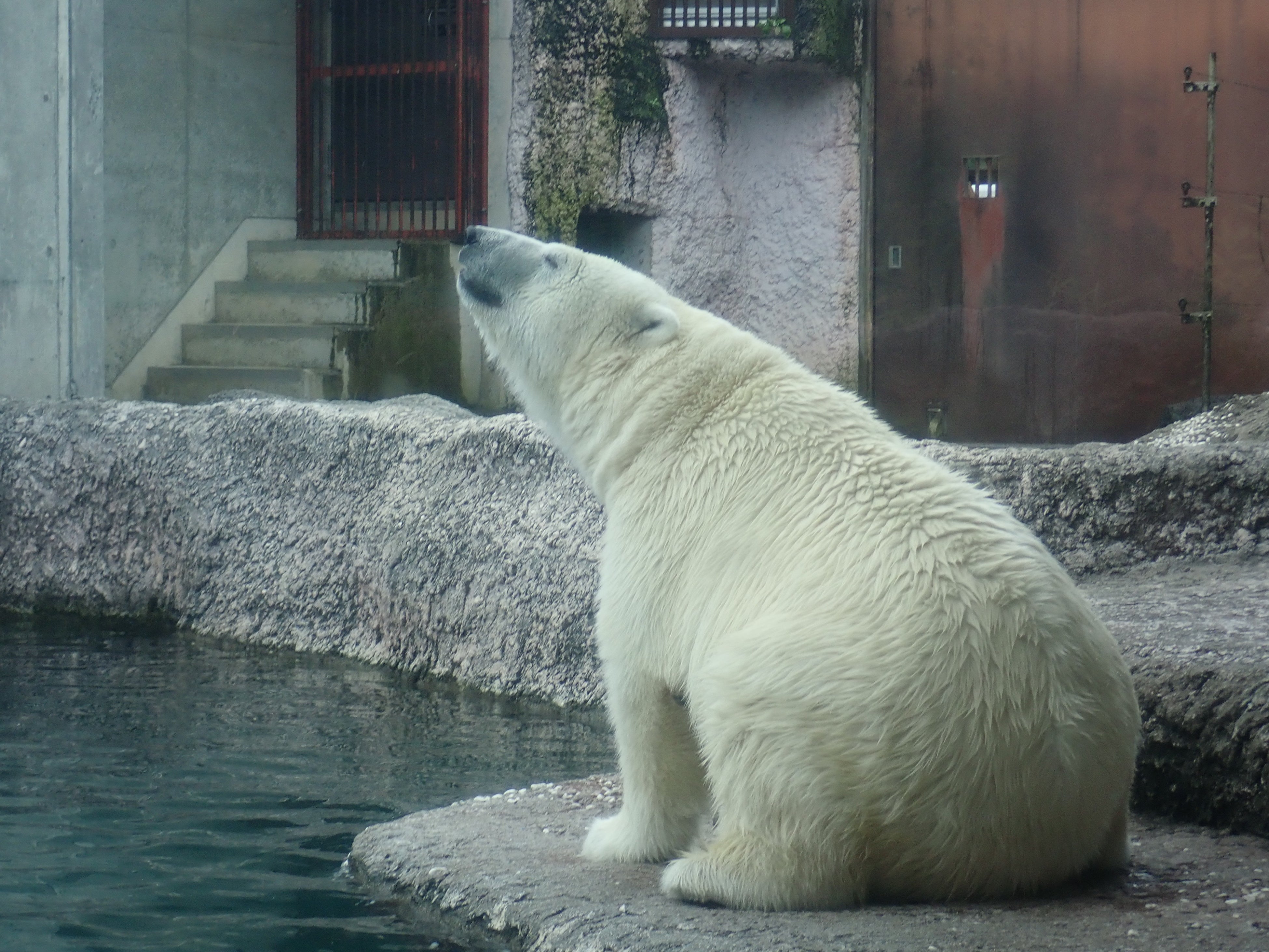 ホッキョクグマ「ポロロ」