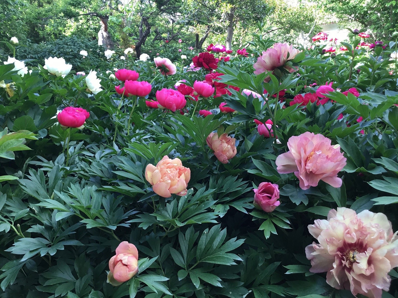 ゴールデンウィーク、奈良葛城市「石光寺 染寺」の芍薬が見頃を迎えます