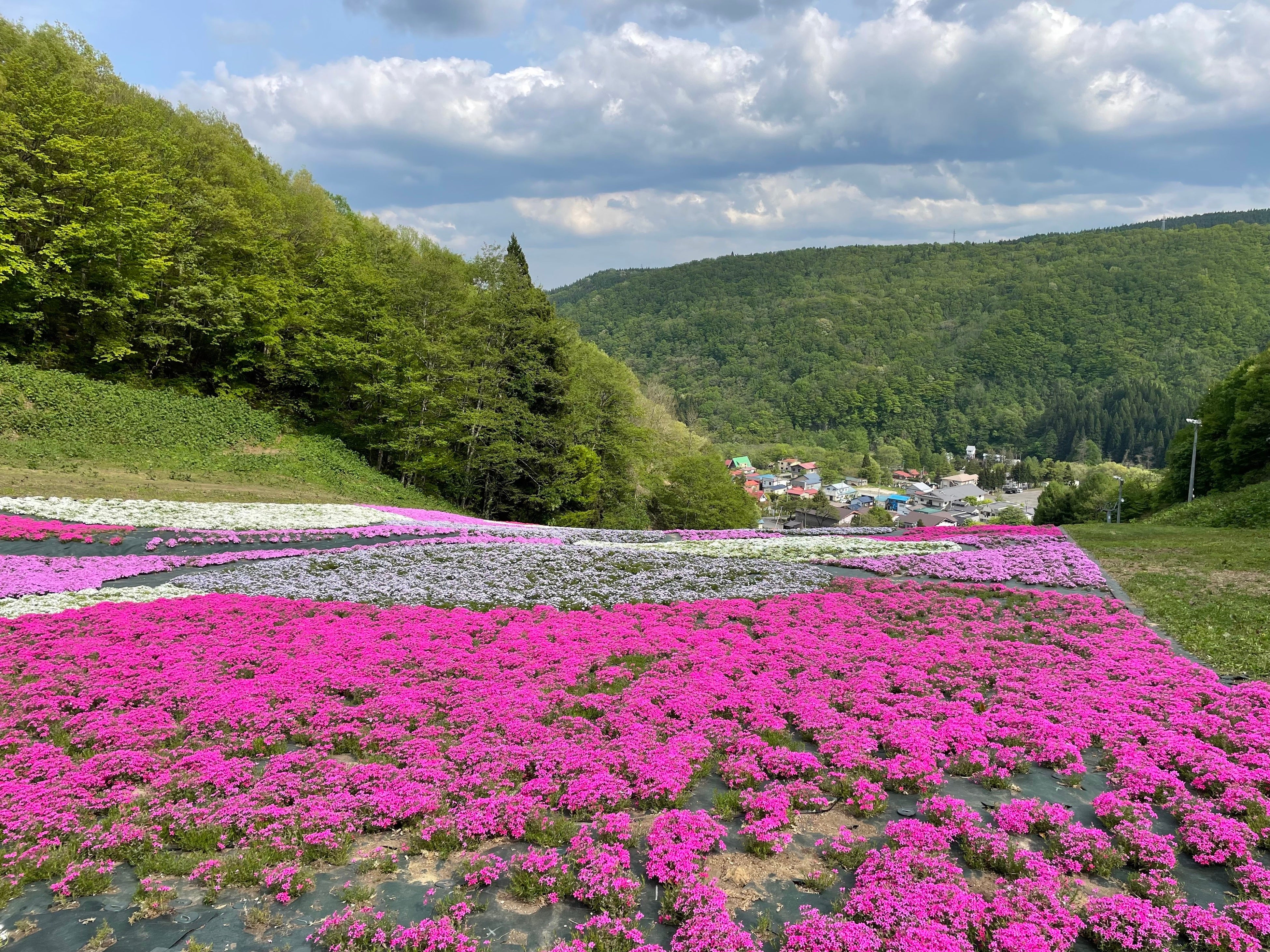 鮮やかな芝桜を背景に、芝桜アートマルシェ開催