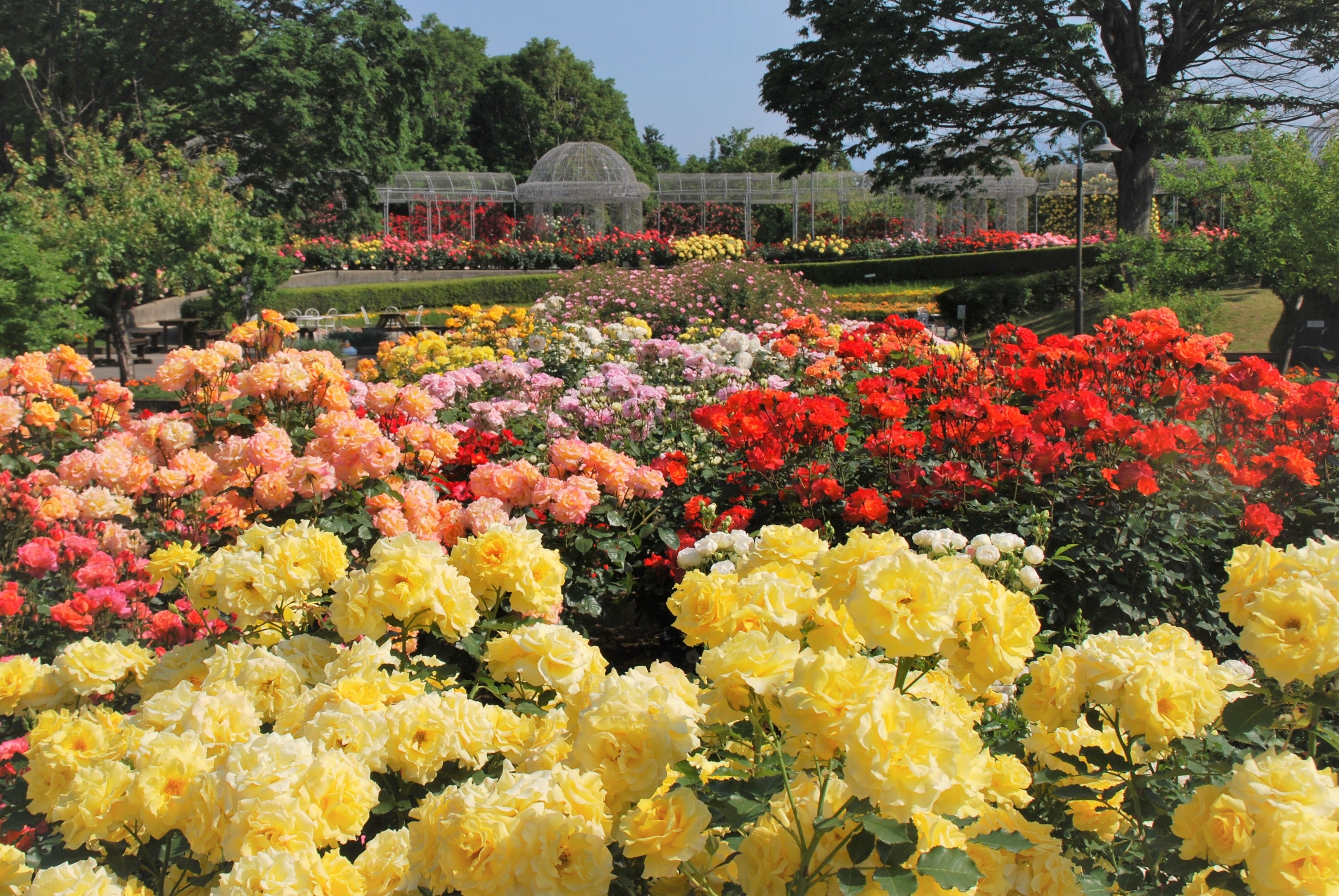 【入園無料】約160品種・360本のバラが見頃に「春のローズフェスタ」2023年5月13日（土）～6月4日（日）開催（小田原フラワーガーデン）