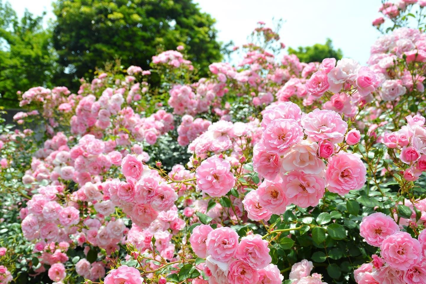 小ぶりの花がまとまって咲く「ボニカ」