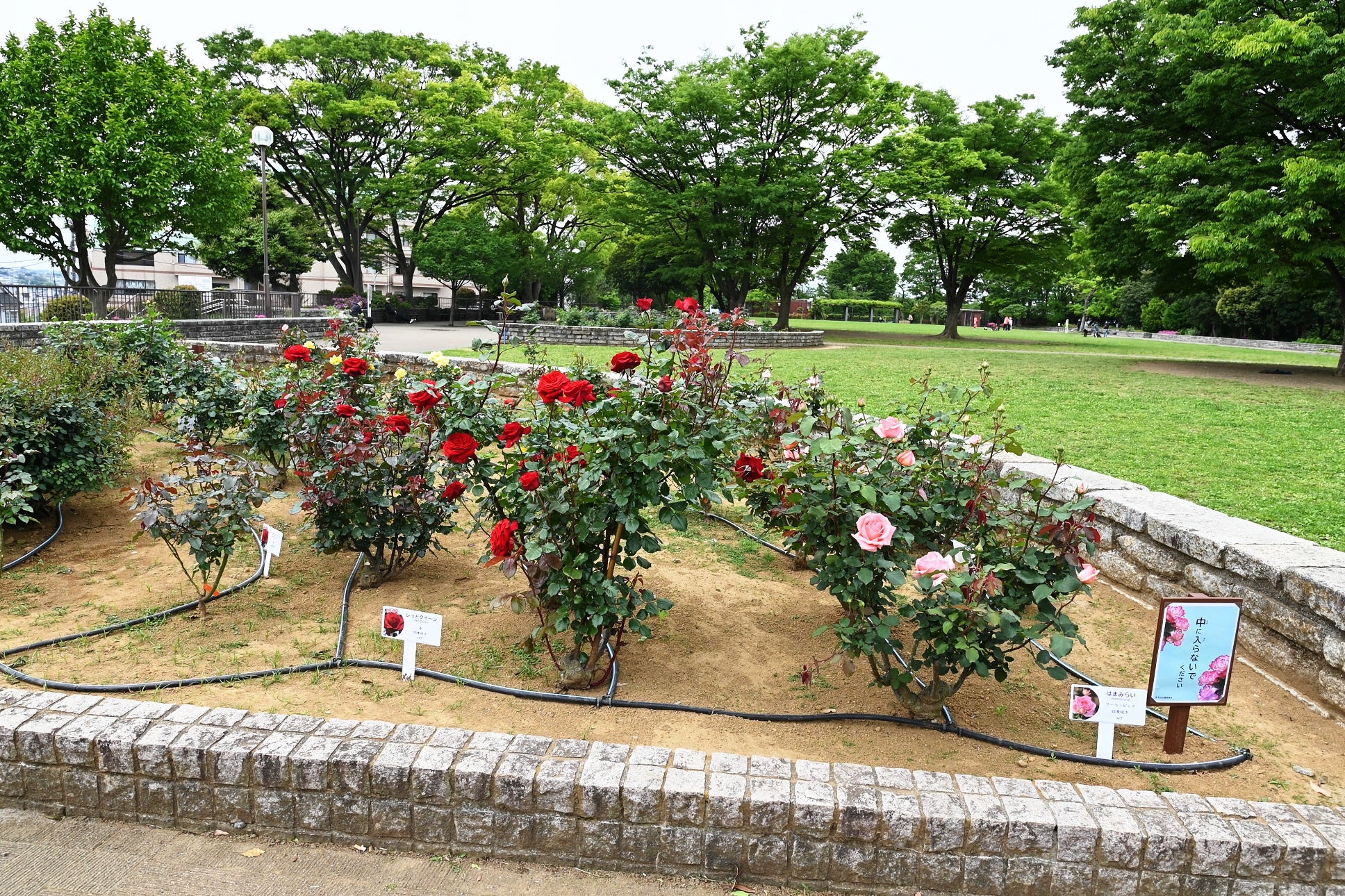 横浜市野毛山公園で、45 種のバラが見頃を迎えています。