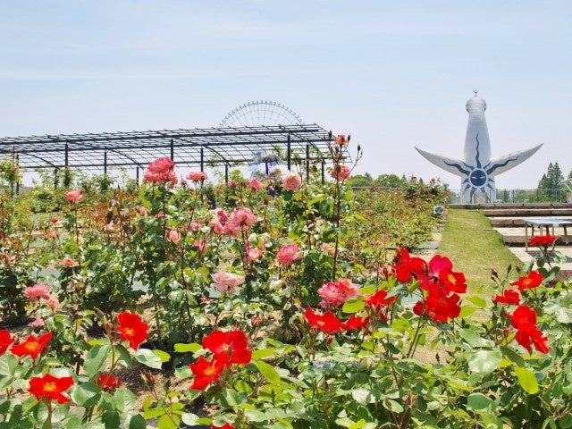 万博記念公園のバラ園