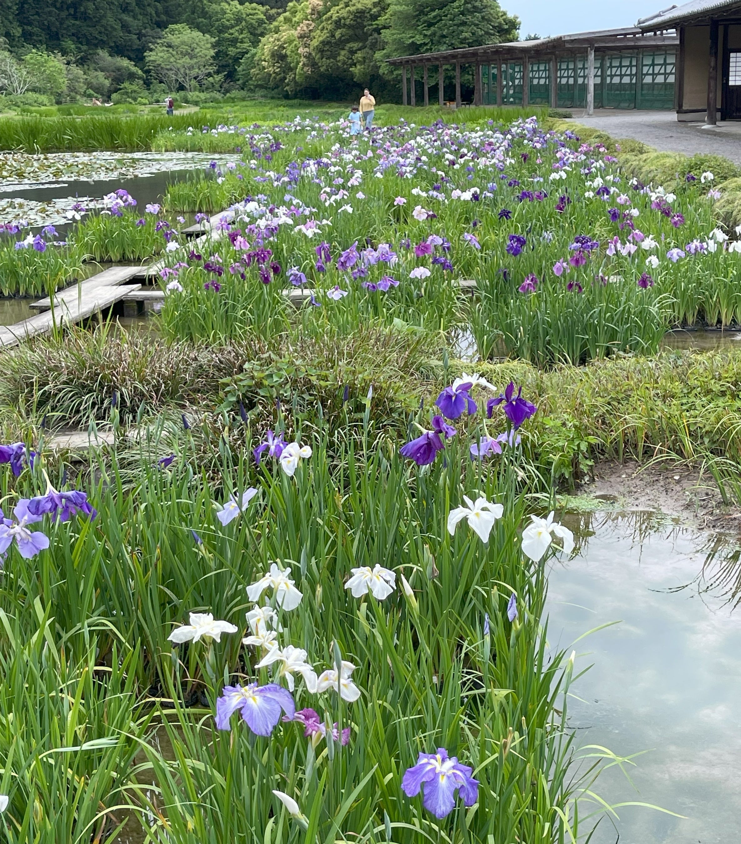 加茂荘花鳥園（静岡県掛川市）：今年の花菖蒲の開花は早めです。