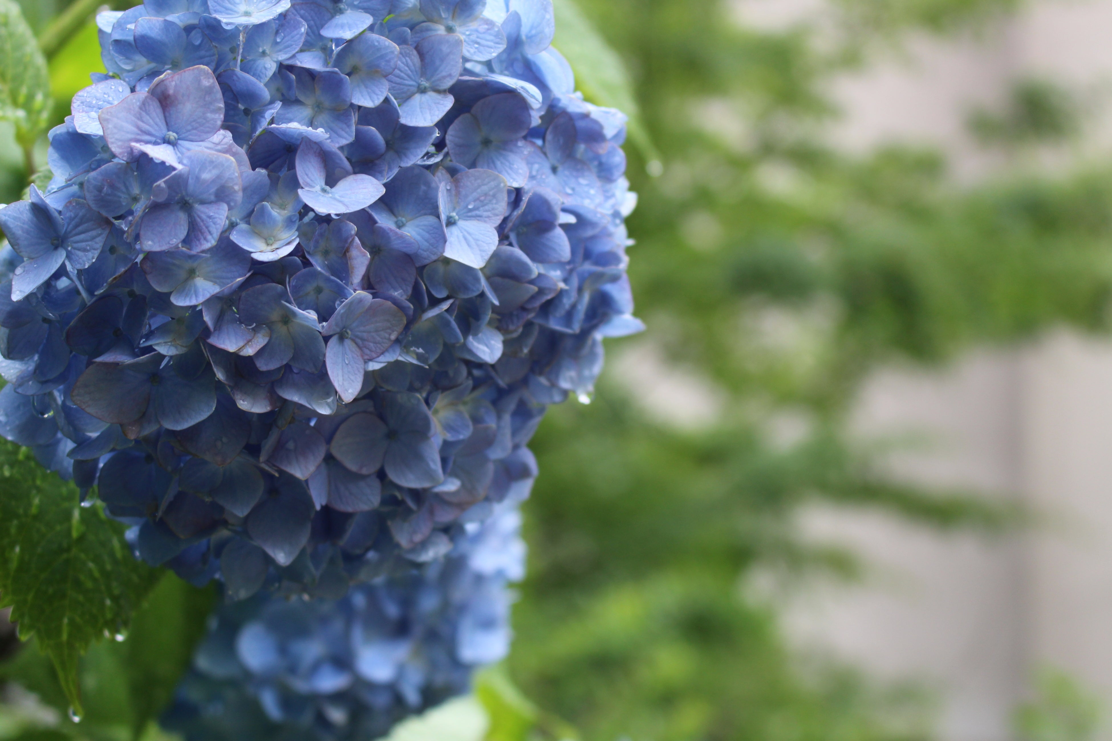 ホテルの中庭の紫陽花