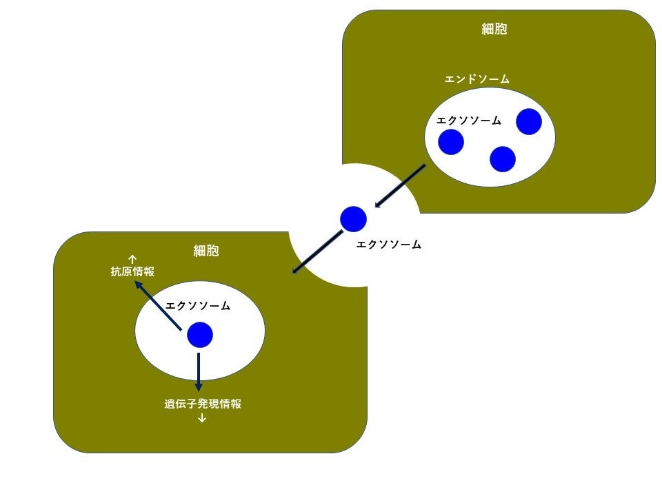 新規植物由来原料「ドラゴンリーフ細胞液」を発売いたしました