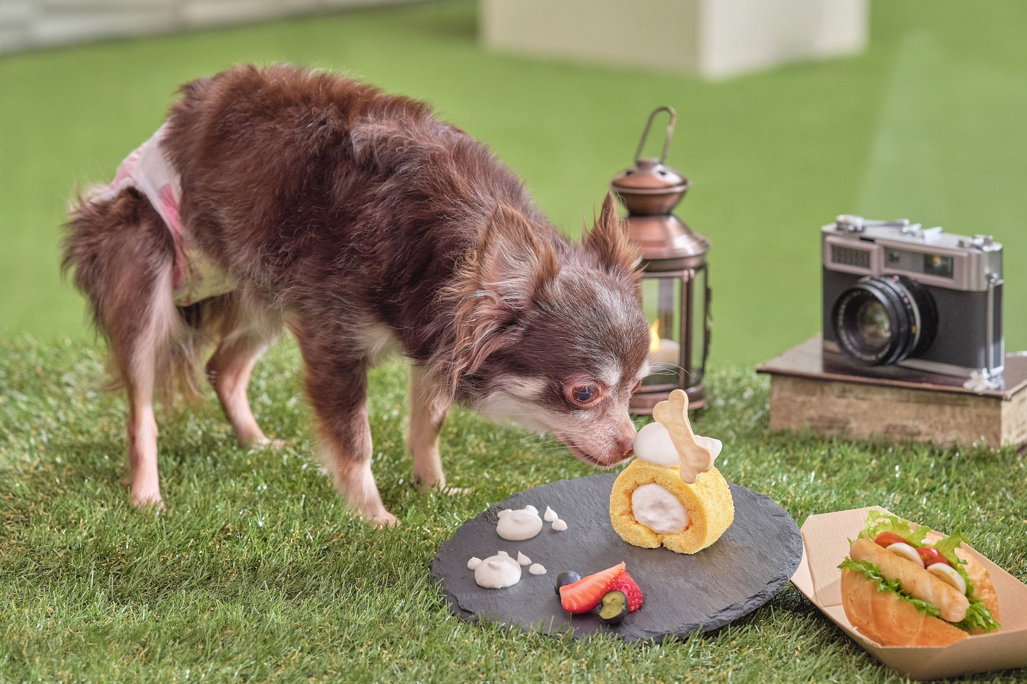 愛犬用オプション イメージ