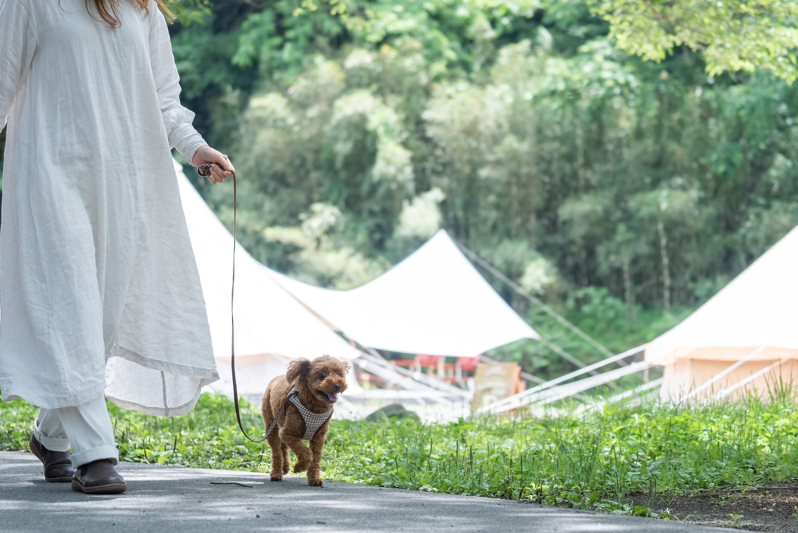 ときたまひみつきちCOMORIVER、わんちゃんが主役のグランピングステイ。川沿いで愛犬と一緒に泊まれる「ドッググランピングテント」の提供を開始