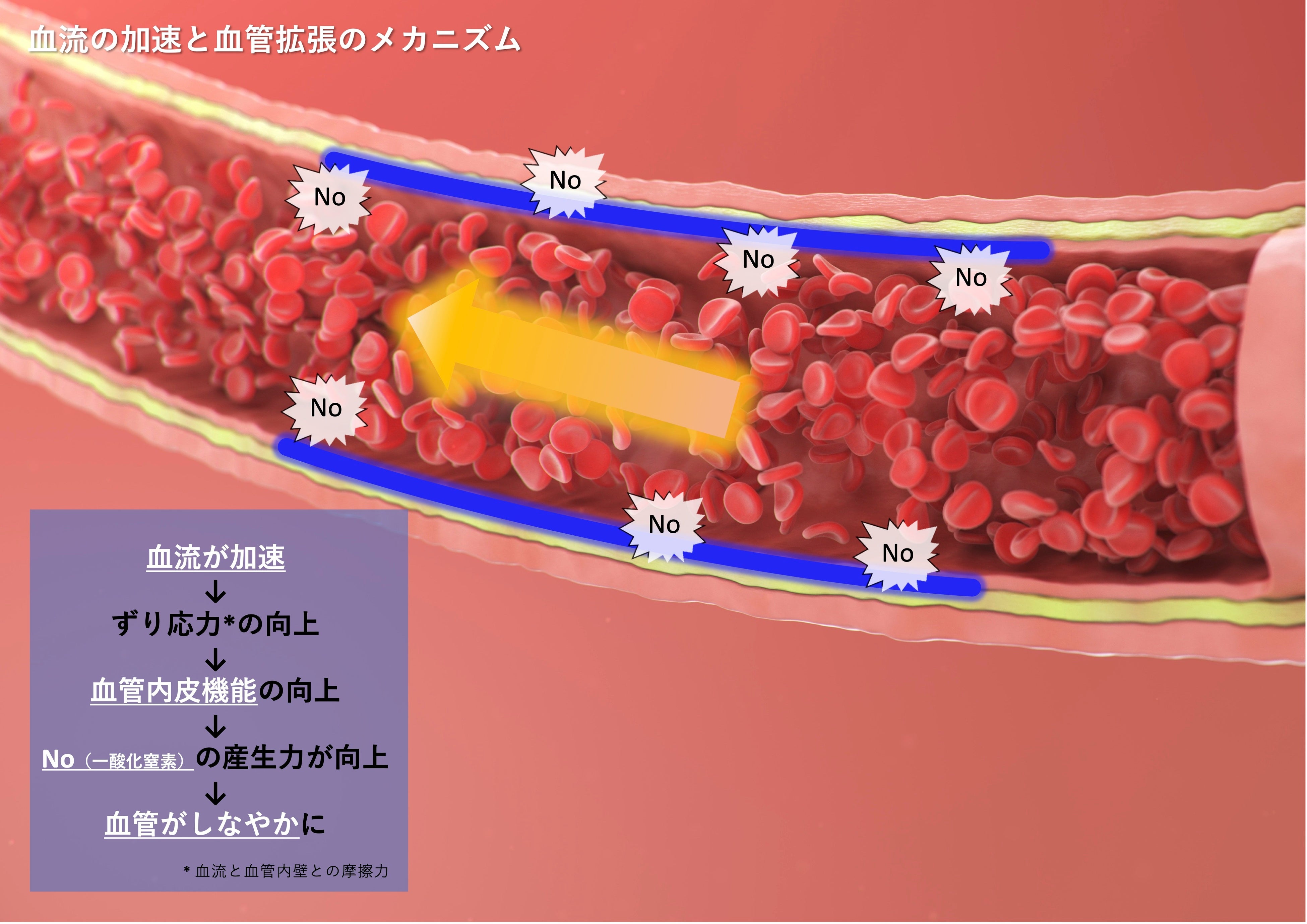 血管拡張のメカニズム。良い血流が血管をしなやかにする