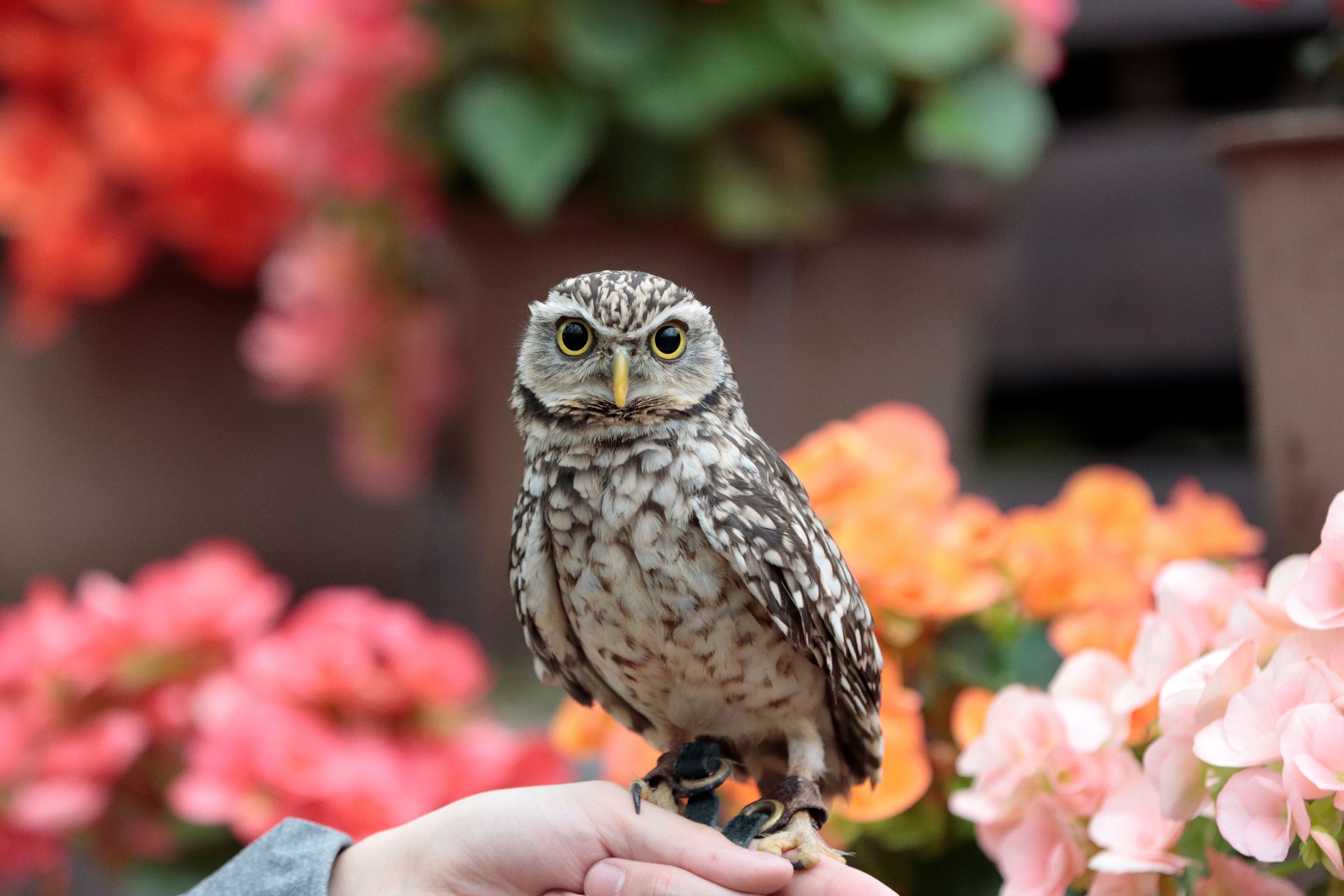 肩乗せイベント登場のあなほりフクロウ「セサミ」