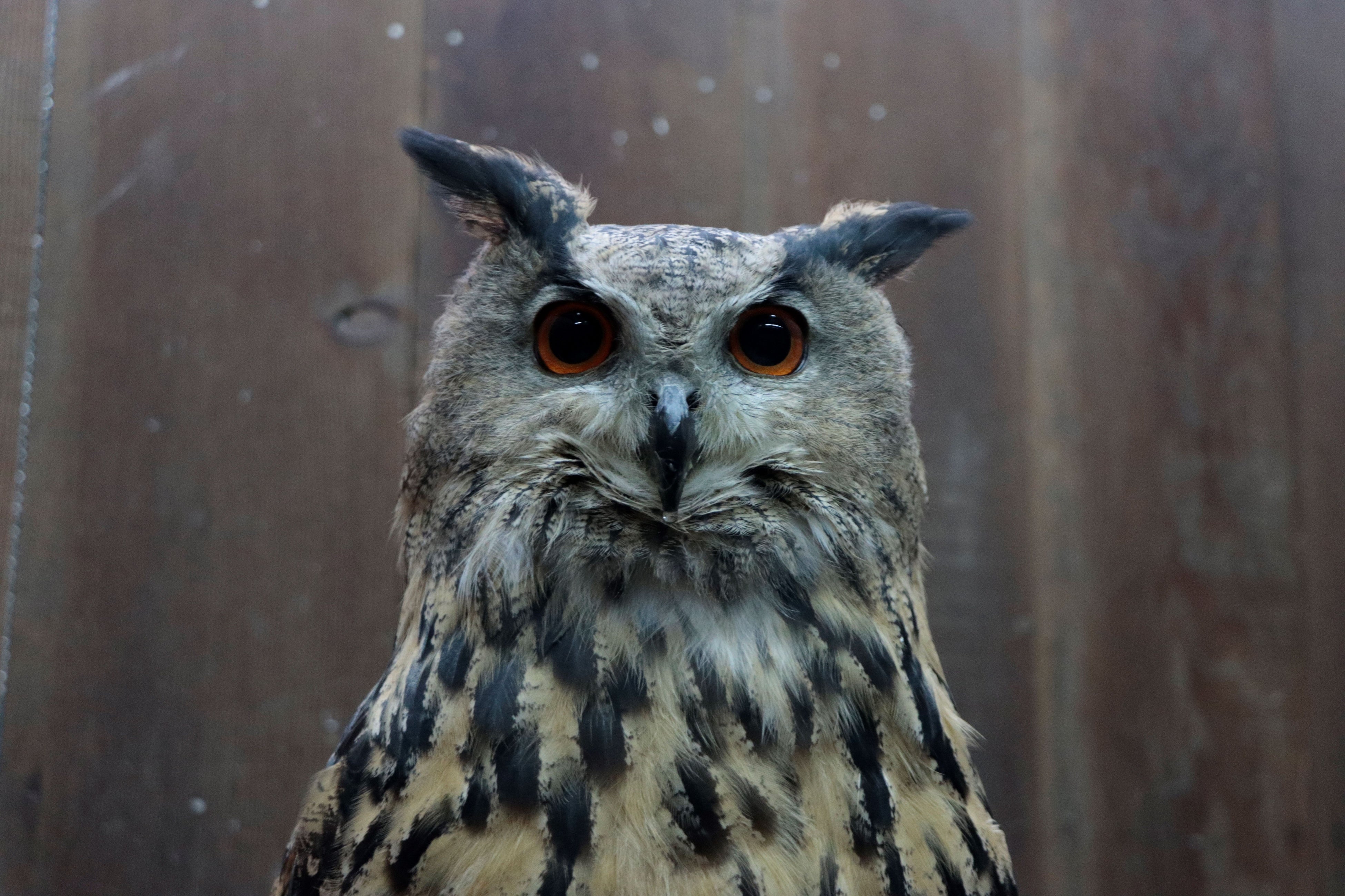 加茂荘花鳥園（静岡県掛川市）：フクロウさんの里帰り