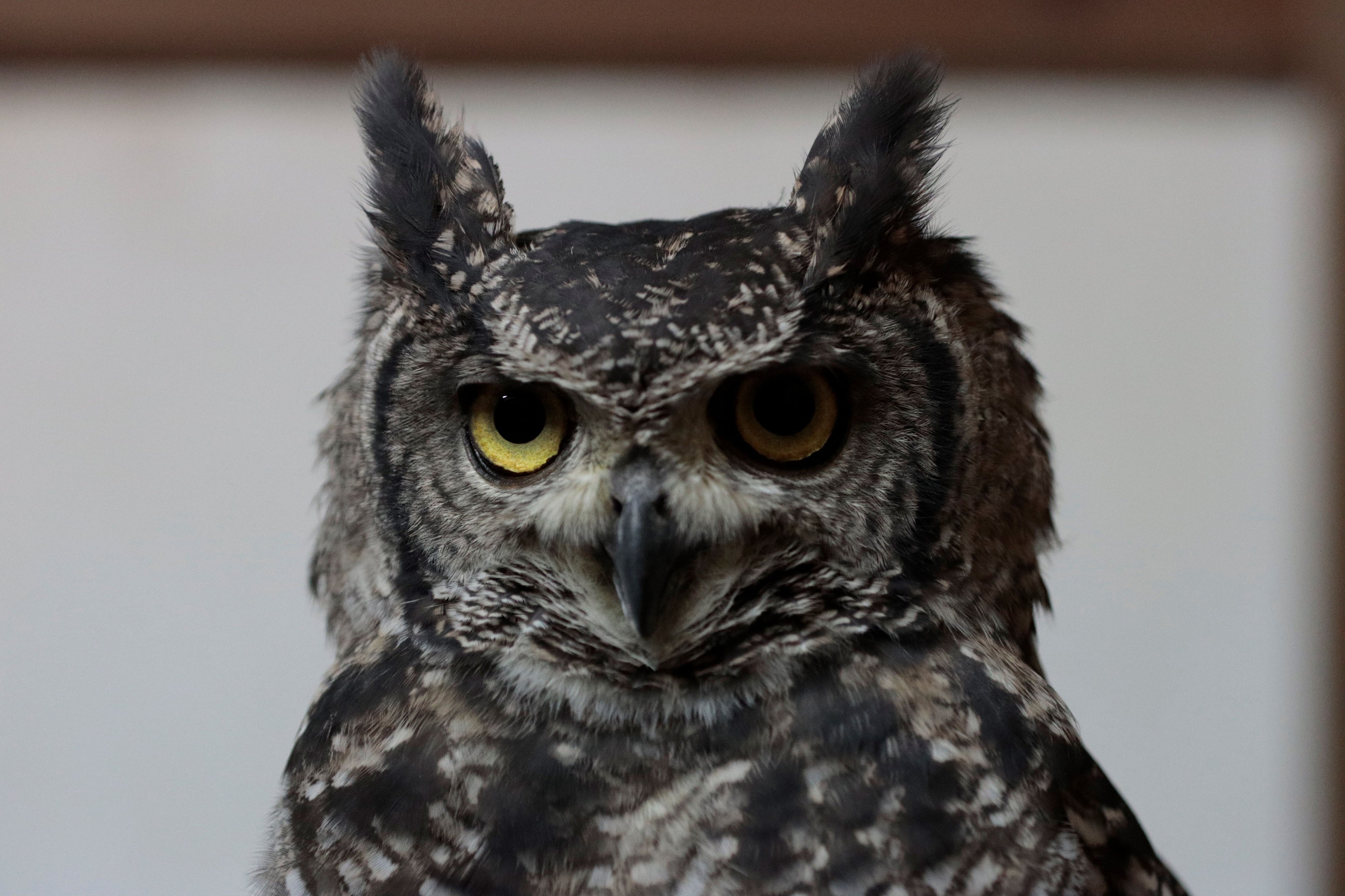 アフリカワシミミズクの「モイモイ」