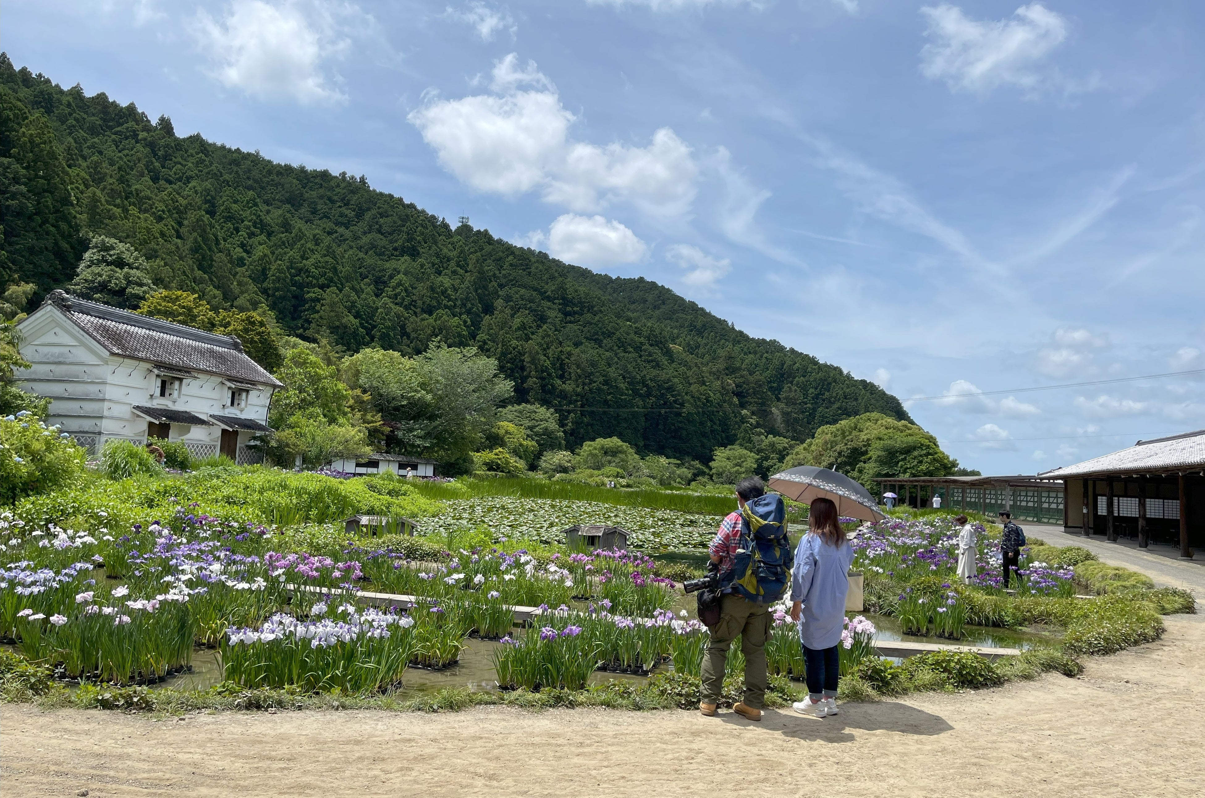 満開の鼻菖蒲畑