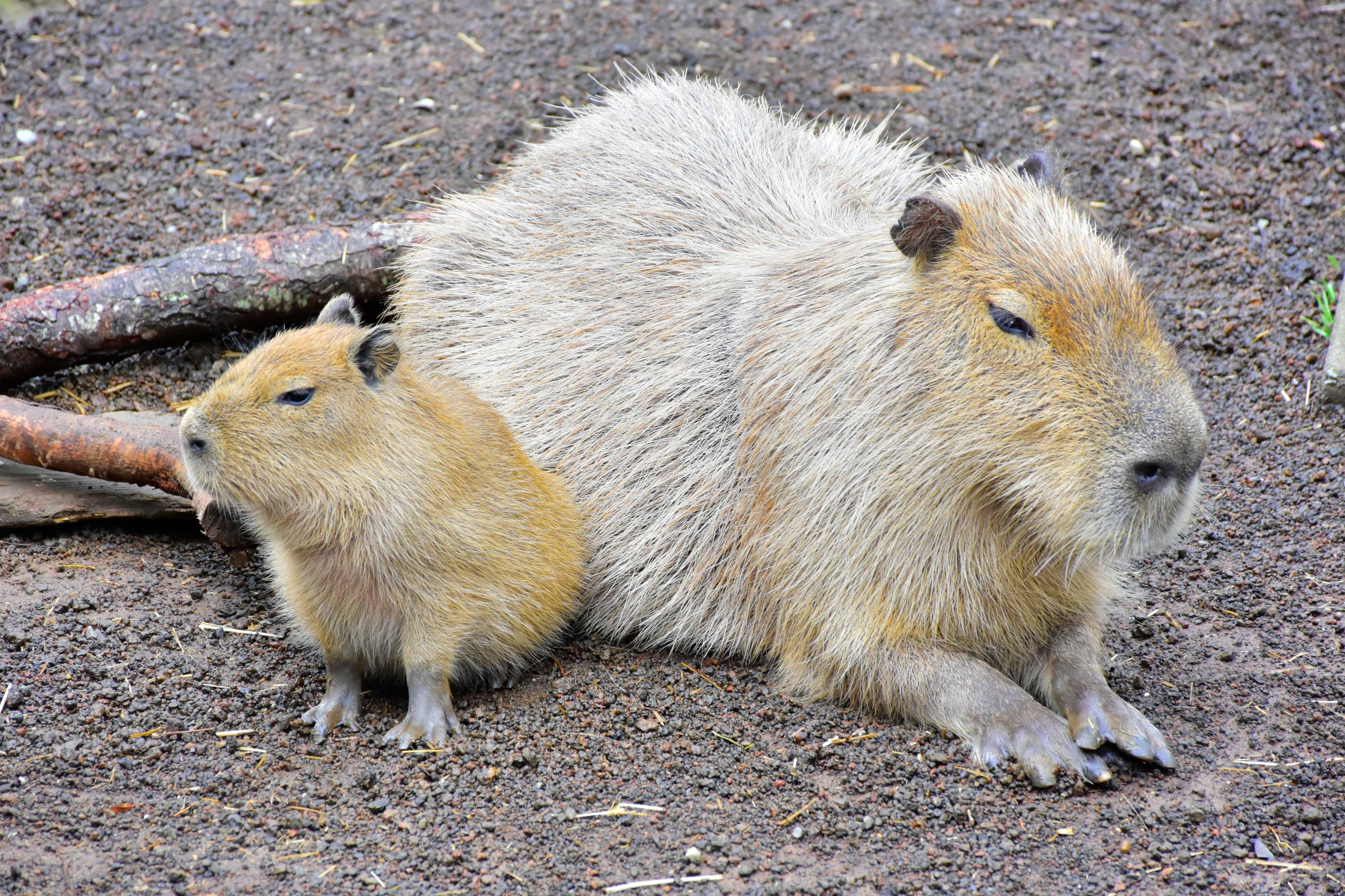 初夏！伊豆シャボテン動物公園で動物たちのベビーラッシュが到来