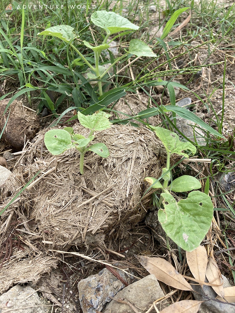 アジアゾウの糞からの発芽