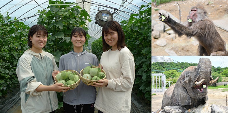 近大ICTメロンの摘果を動物の食事として提供！　近畿大学農学部の学生が動物へ摘果メロンを与え、農業副産物の活用について学びます　２０２３年６月１７日（土）