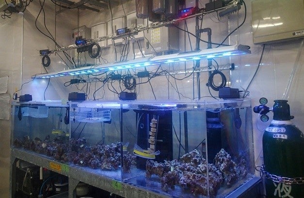 サンシャイン水族館バックヤード にあるサンゴ幼生育成水槽