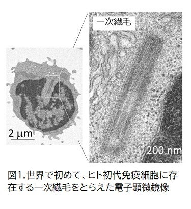 世界初、ヒト初代免疫細胞に“一次繊毛”を発見　皮膚免疫反応における機能を明らかに