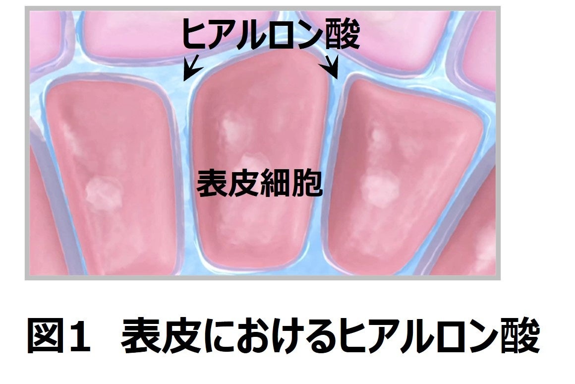 健全な表皮の形成におけるヒアルロン酸の働きが明らかに