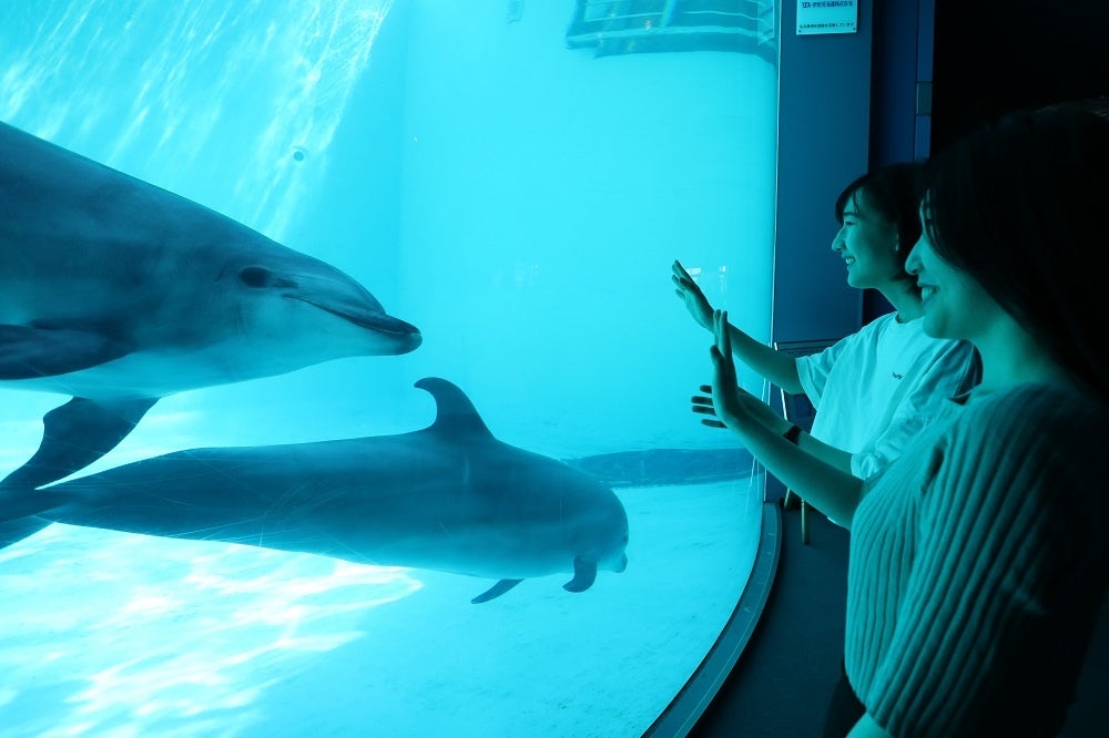 「水族館deモーニング」の参加者を募集します