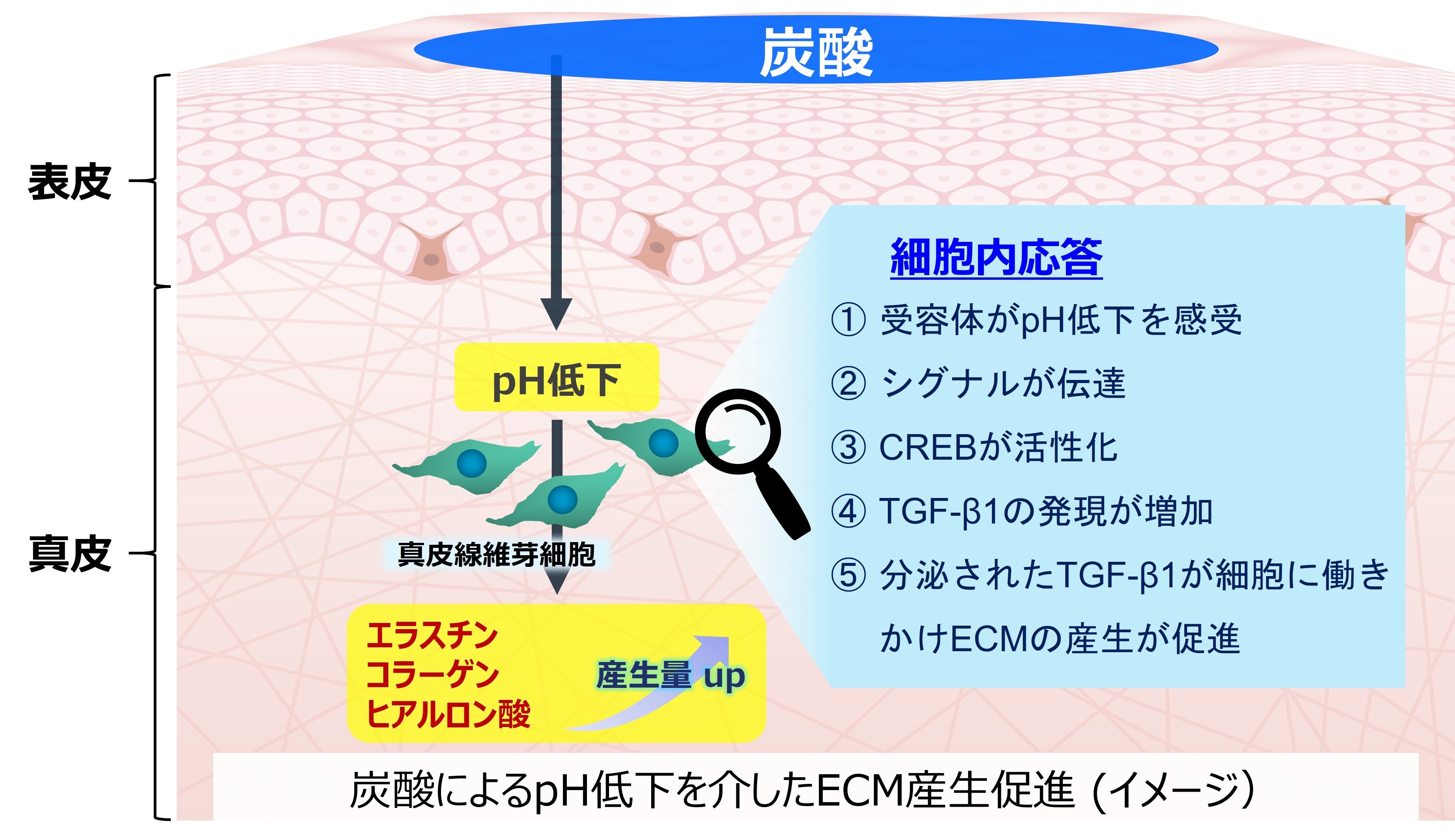 炭酸の真皮組織に対する作用を新たに発見