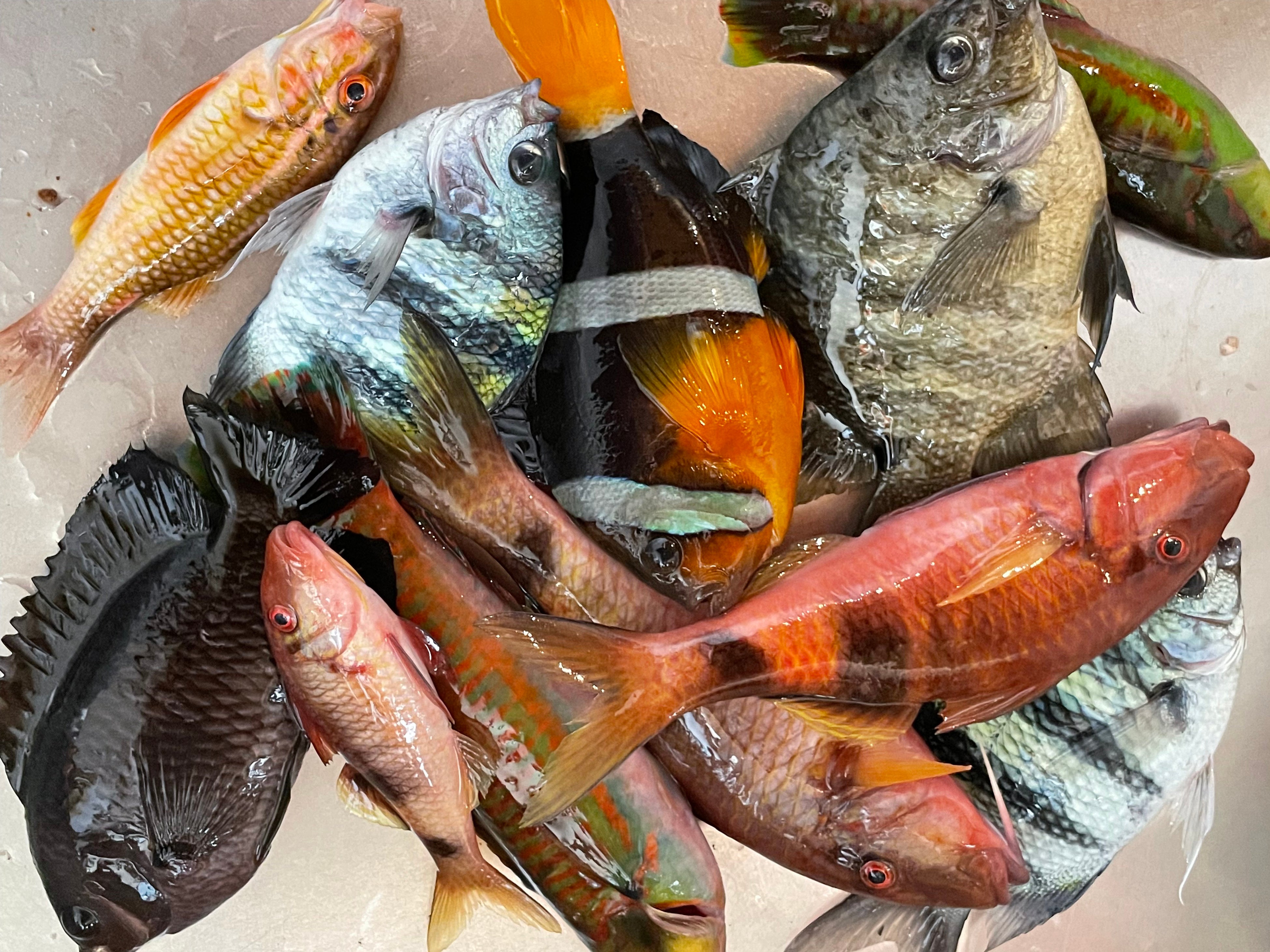 いろんな魚が釣れる