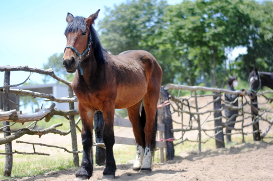 引退馬が穏やかに暮らす牧場・胎内市「松原ステーブルス」の馬たちと気軽に触れ合えるでイベントを開催